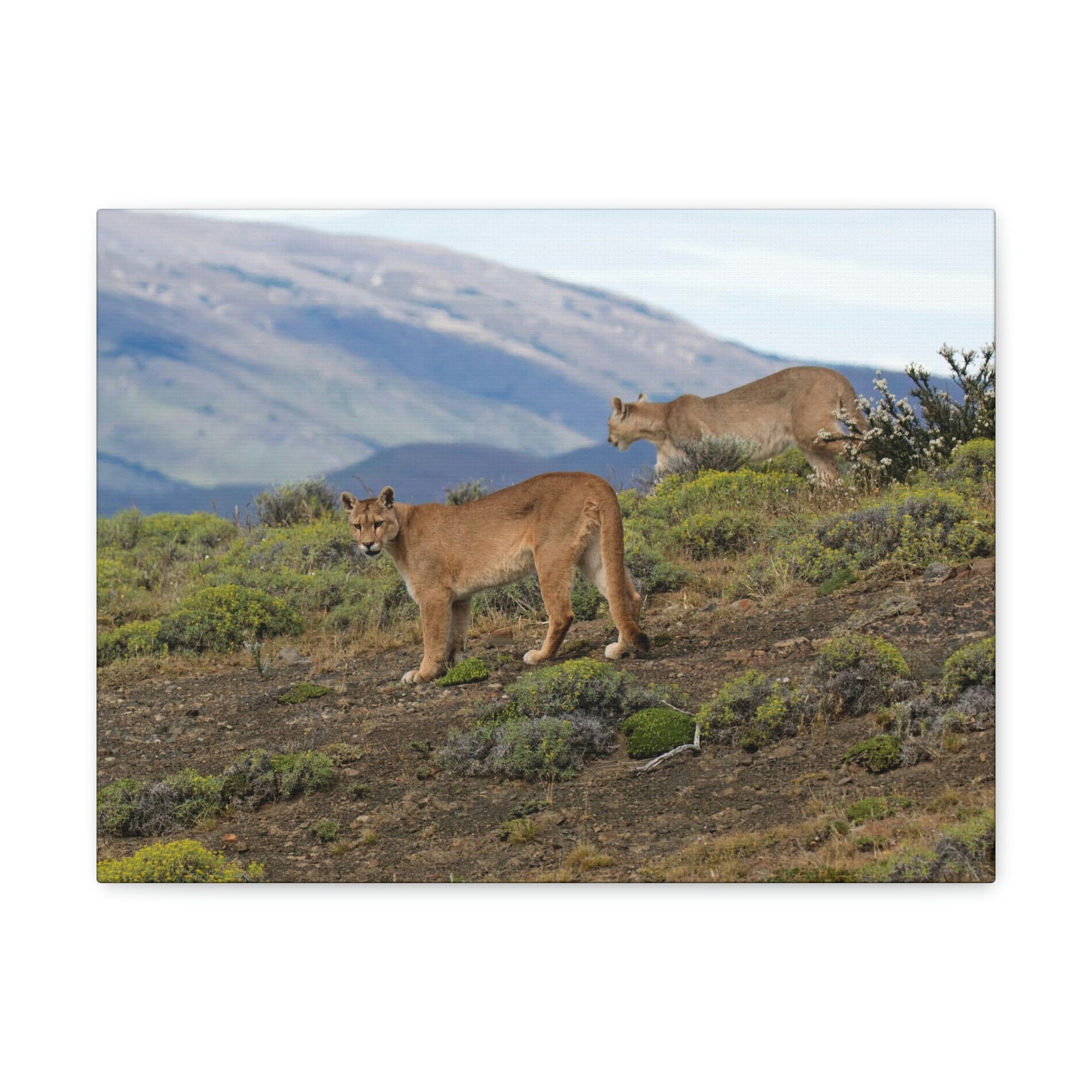 Scripture Walls Cougar Couple Cougar Troop Print Animal Wall Art Wildlife Canvas Prints Wall Art Ready to Hang Unframed-Express Your Love Gifts