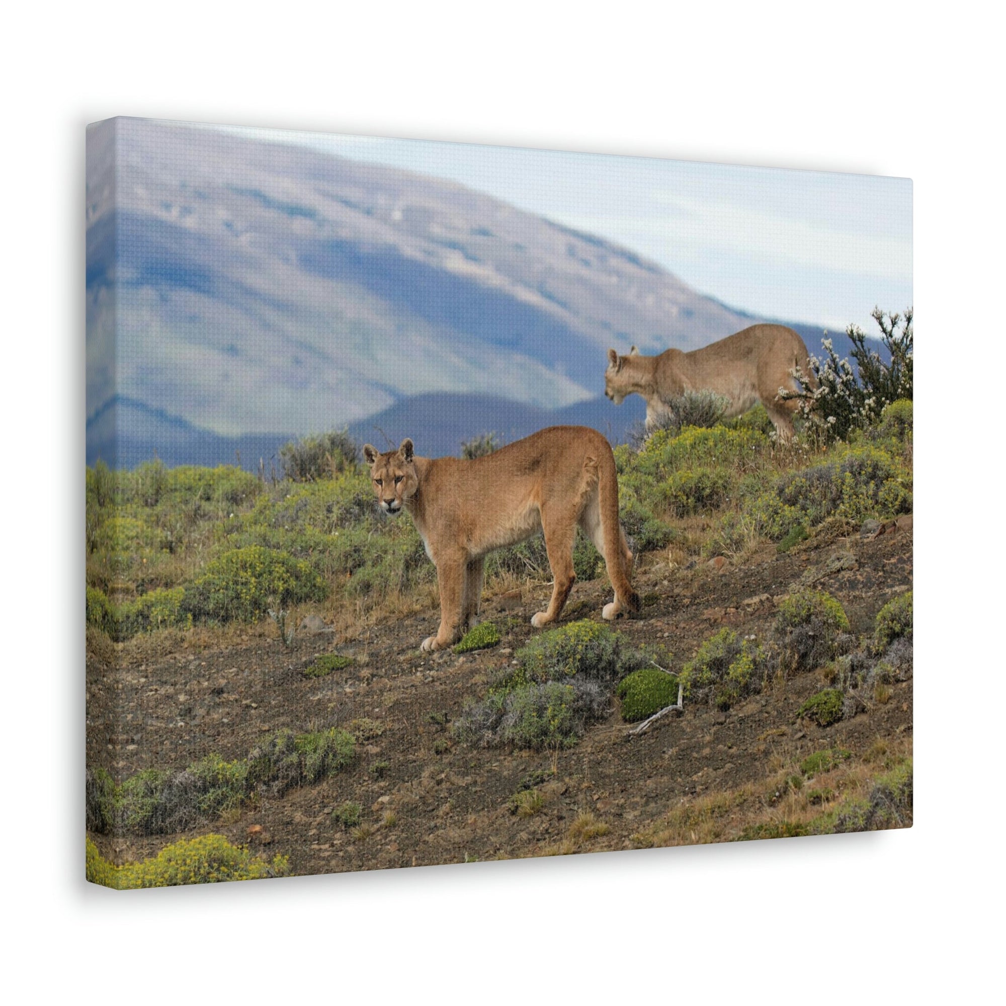 Scripture Walls Cougar Couple Cougar Troop Print Animal Wall Art Wildlife Canvas Prints Wall Art Ready to Hang Unframed-Express Your Love Gifts