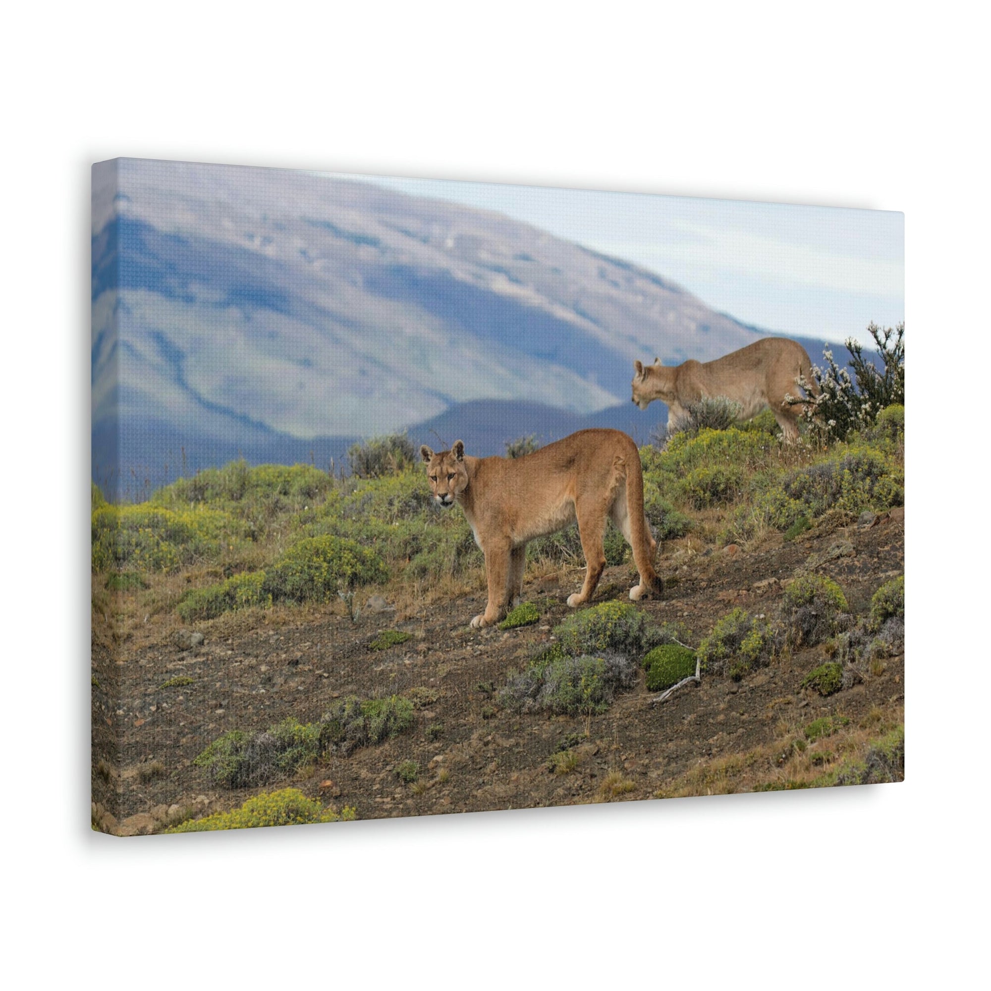 Scripture Walls Cougar Couple Cougar Troop Print Animal Wall Art Wildlife Canvas Prints Wall Art Ready to Hang Unframed-Express Your Love Gifts