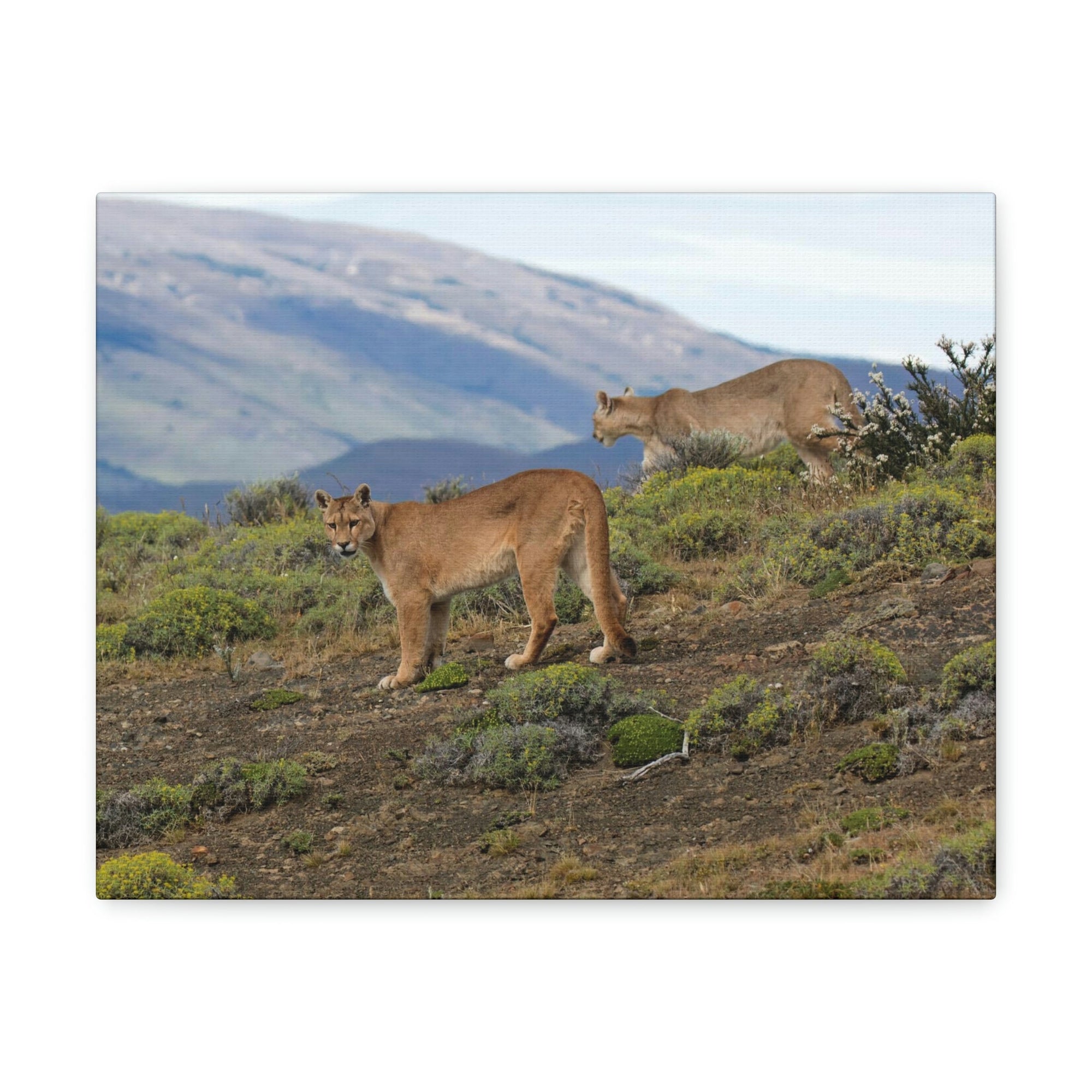 Scripture Walls Cougar Couple Cougar Troop Print Animal Wall Art Wildlife Canvas Prints Wall Art Ready to Hang Unframed-Express Your Love Gifts