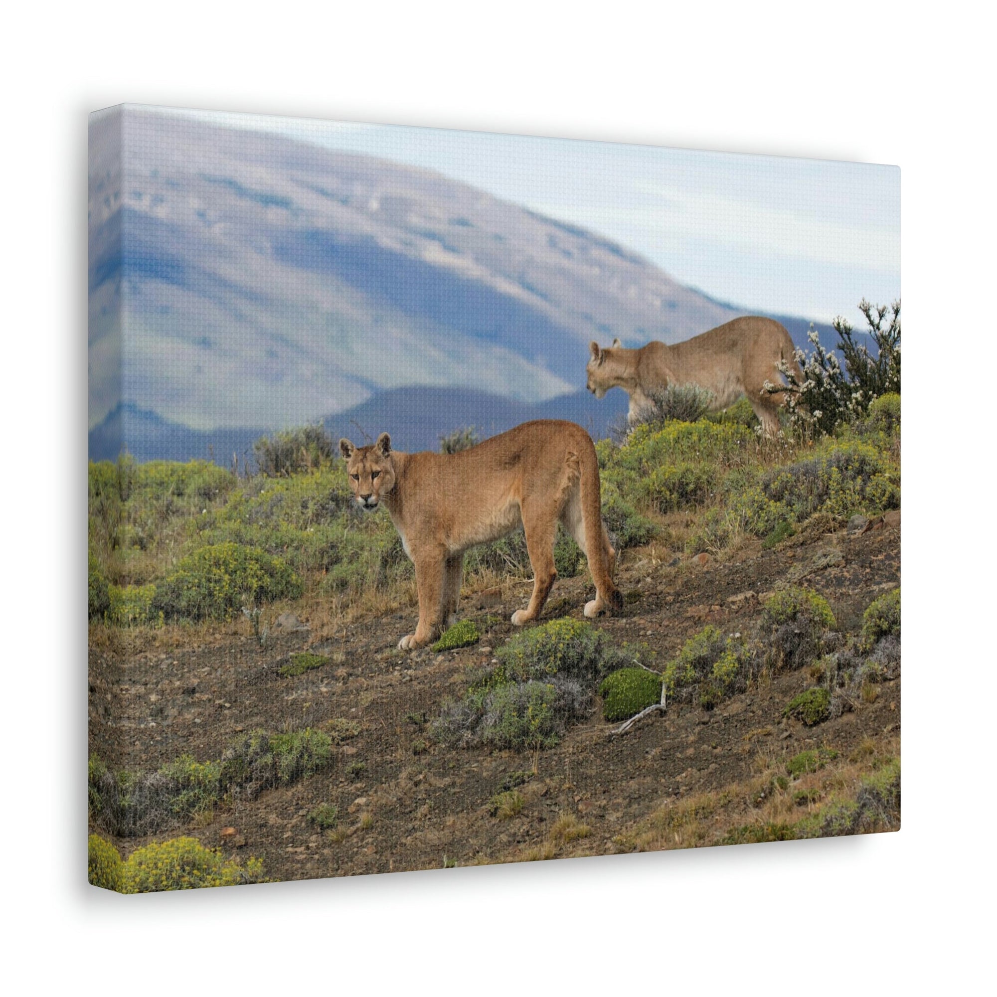 Scripture Walls Cougar Couple Cougar Troop Print Animal Wall Art Wildlife Canvas Prints Wall Art Ready to Hang Unframed-Express Your Love Gifts