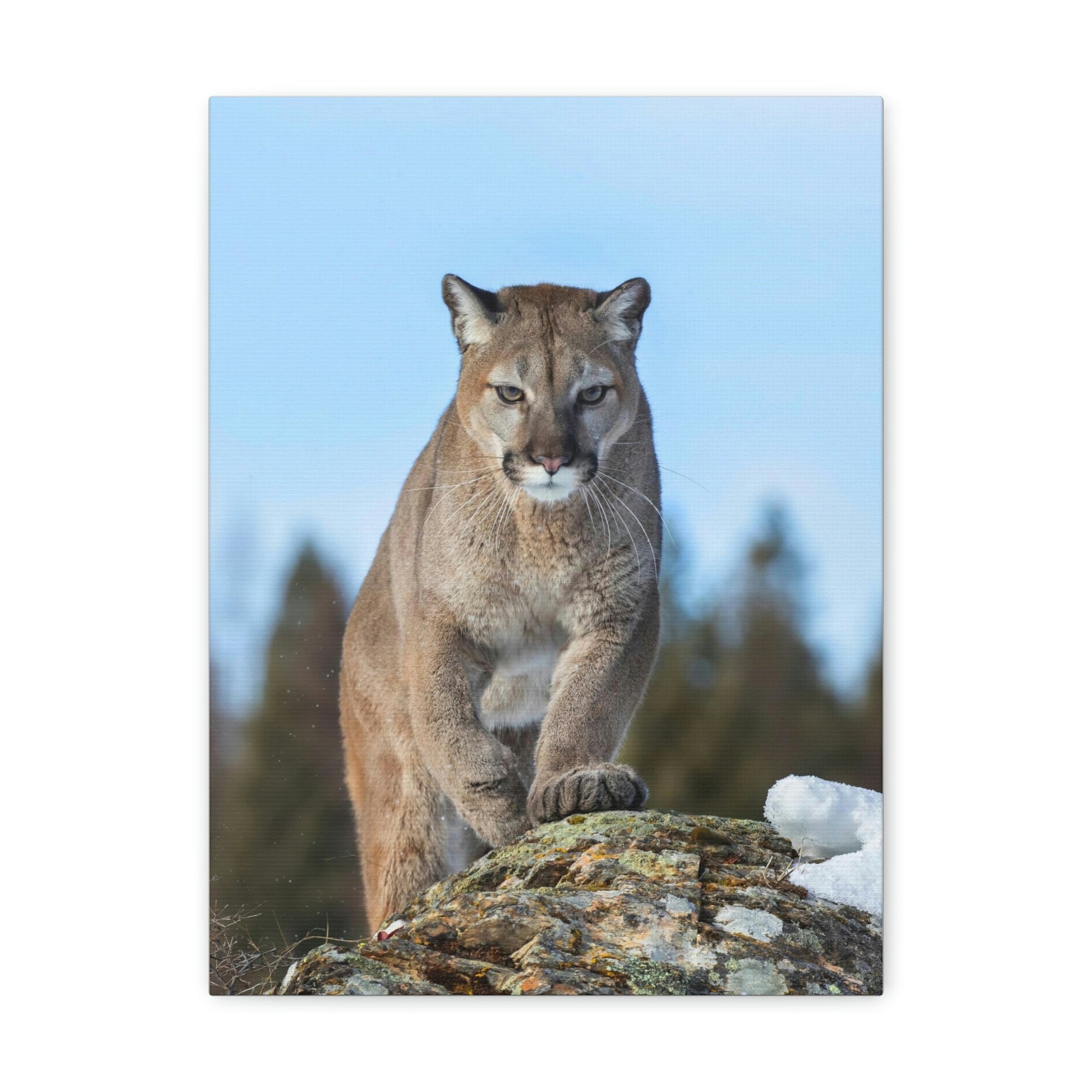 Scripture Walls Cougar Hunting Cougar on Hunt Print Animal Wall Art Wildlife Canvas Prints Wall Art Ready to Hang Unframed-Express Your Love Gifts