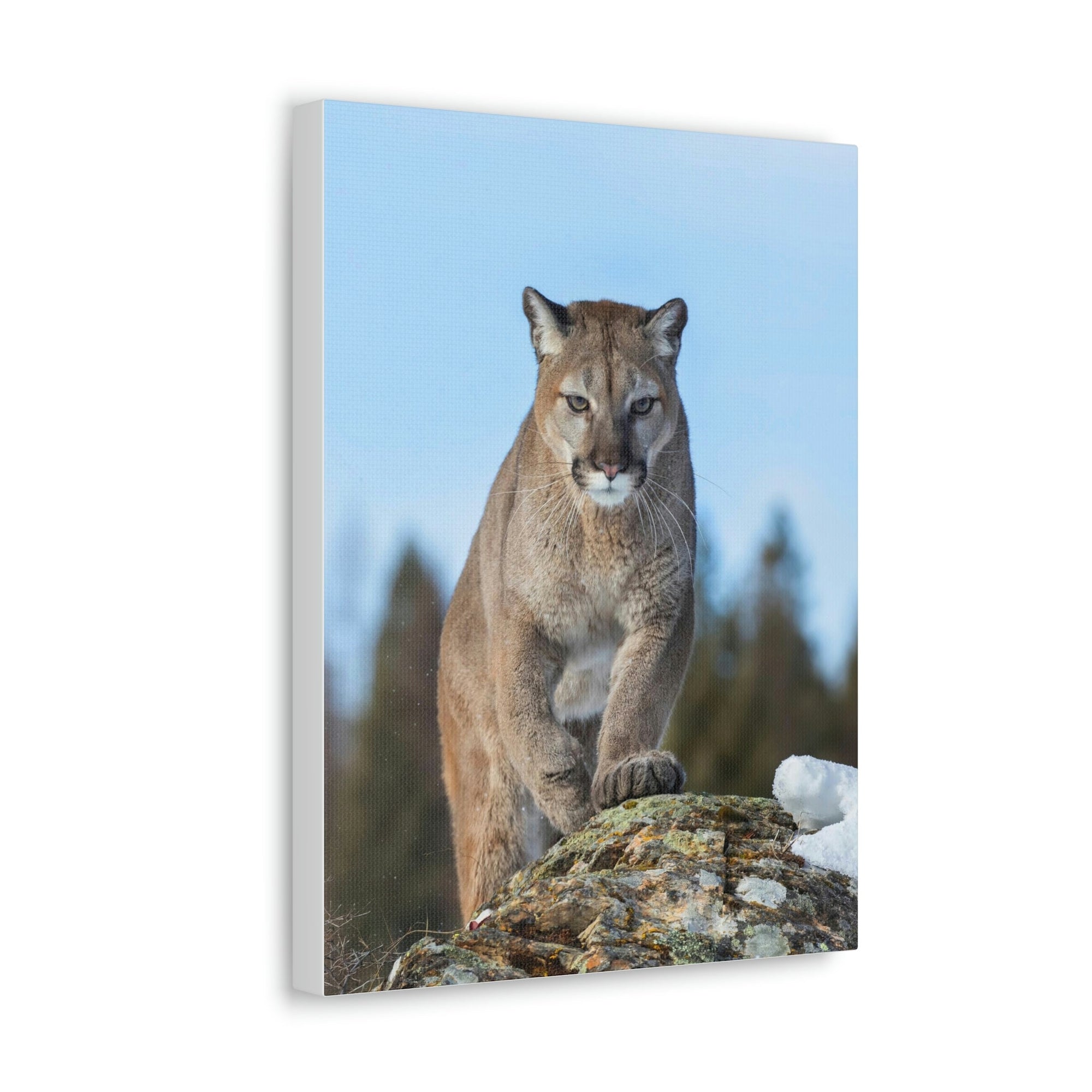 Scripture Walls Cougar Hunting Cougar on Hunt Print Animal Wall Art Wildlife Canvas Prints Wall Art Ready to Hang Unframed-Express Your Love Gifts