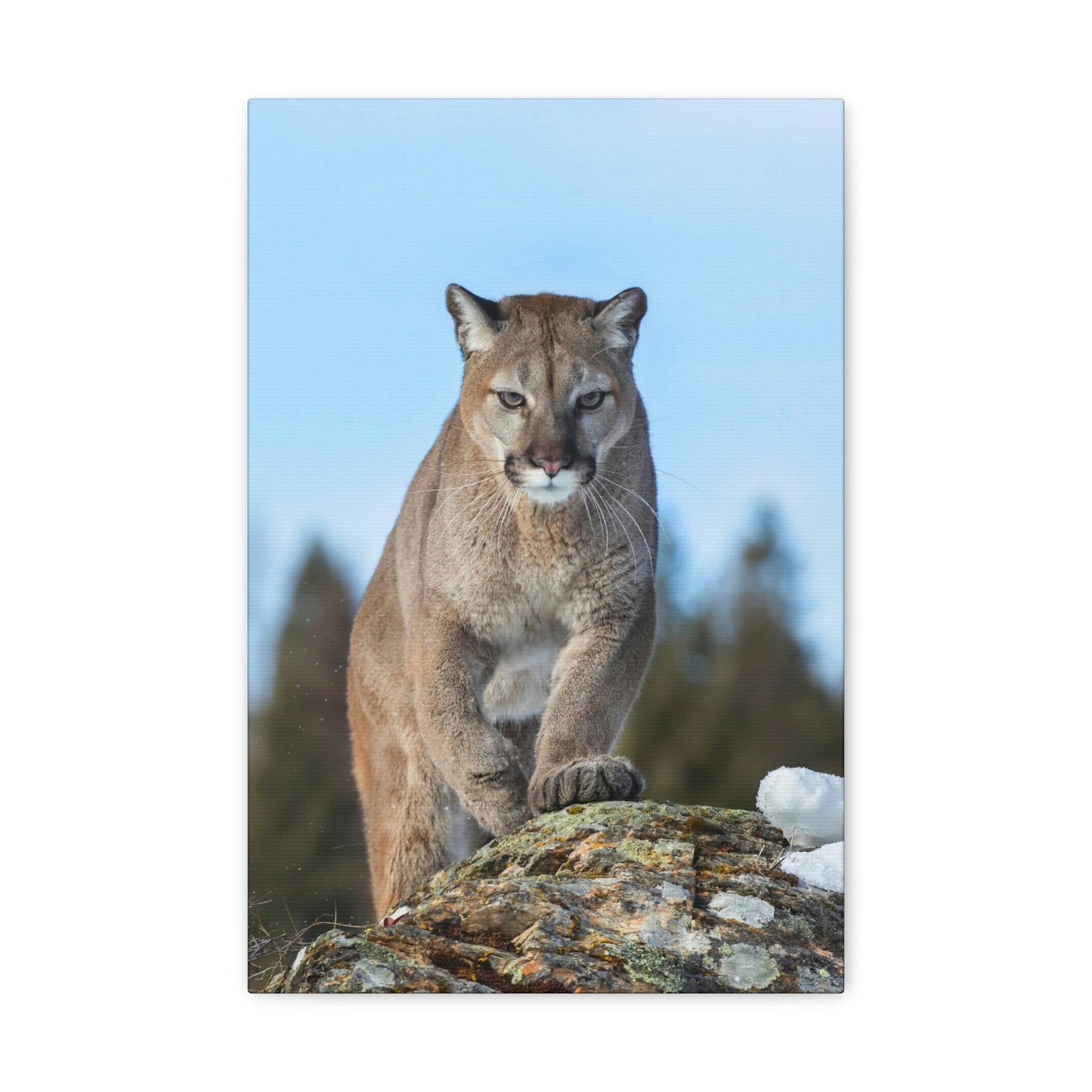 Scripture Walls Cougar Hunting Cougar on Hunt Print Animal Wall Art Wildlife Canvas Prints Wall Art Ready to Hang Unframed-Express Your Love Gifts