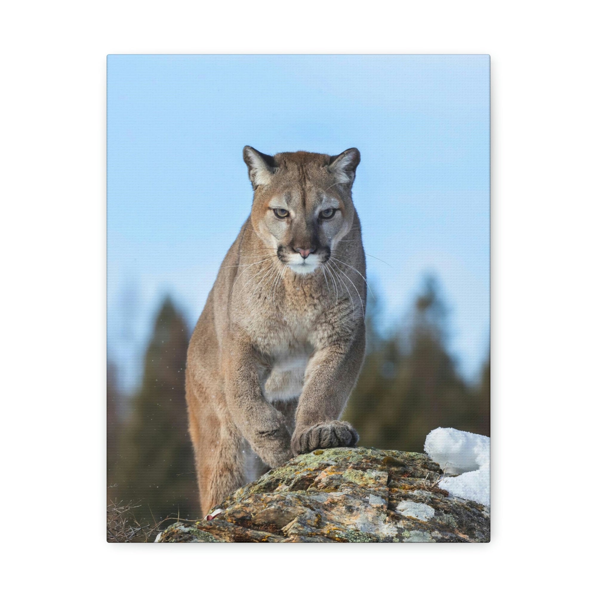 Scripture Walls Cougar Hunting Cougar on Hunt Print Animal Wall Art Wildlife Canvas Prints Wall Art Ready to Hang Unframed-Express Your Love Gifts