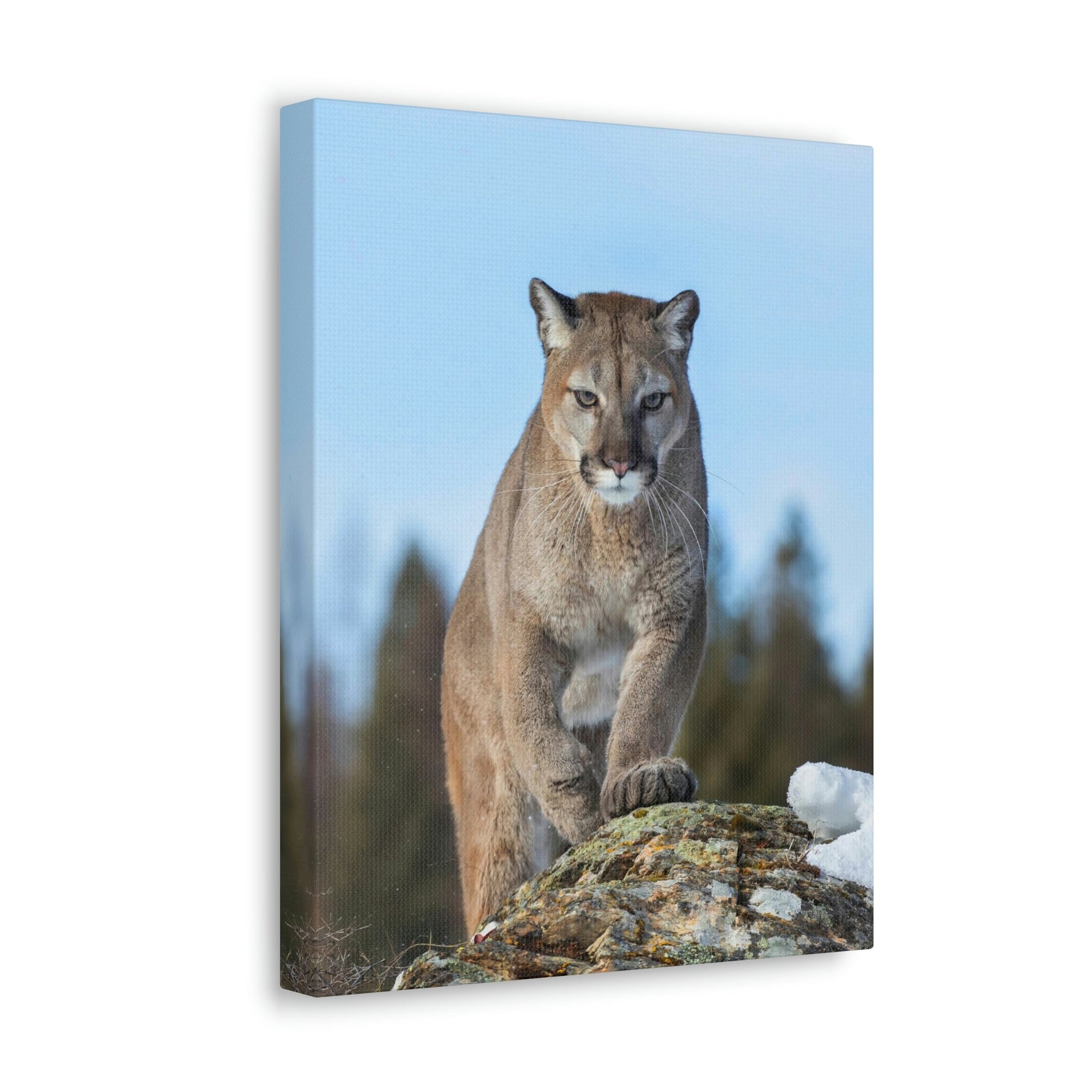 Scripture Walls Cougar Hunting Cougar on Hunt Print Animal Wall Art Wildlife Canvas Prints Wall Art Ready to Hang Unframed-Express Your Love Gifts