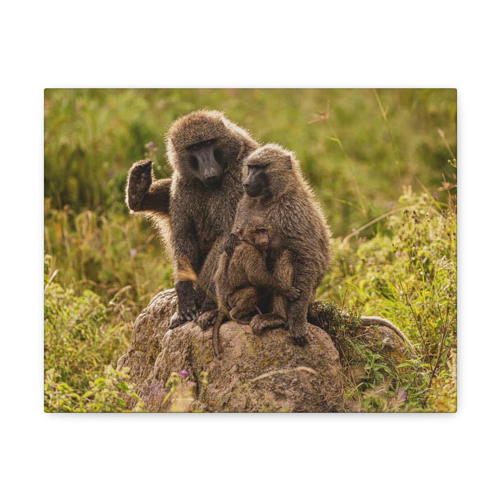 Scripture Walls Couple Baboon Couple Couple Baboon Troop Print Animal Wall Art Wildlife Canvas Prints Wall Art Ready to Hang Unframed-Express Your Love Gifts