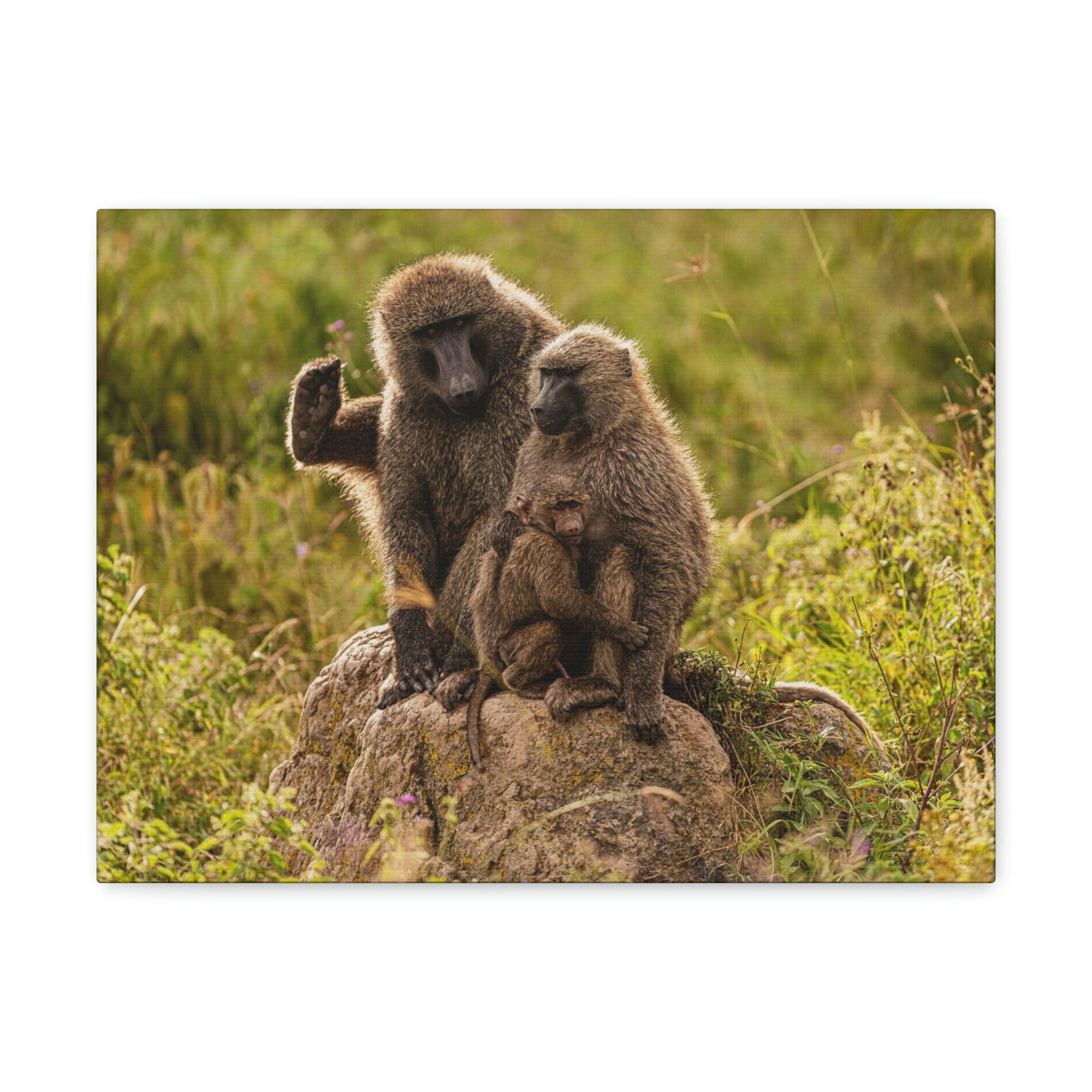 Scripture Walls Couple Baboon Couple Couple Baboon Troop Print Animal Wall Art Wildlife Canvas Prints Wall Art Ready to Hang Unframed-Express Your Love Gifts