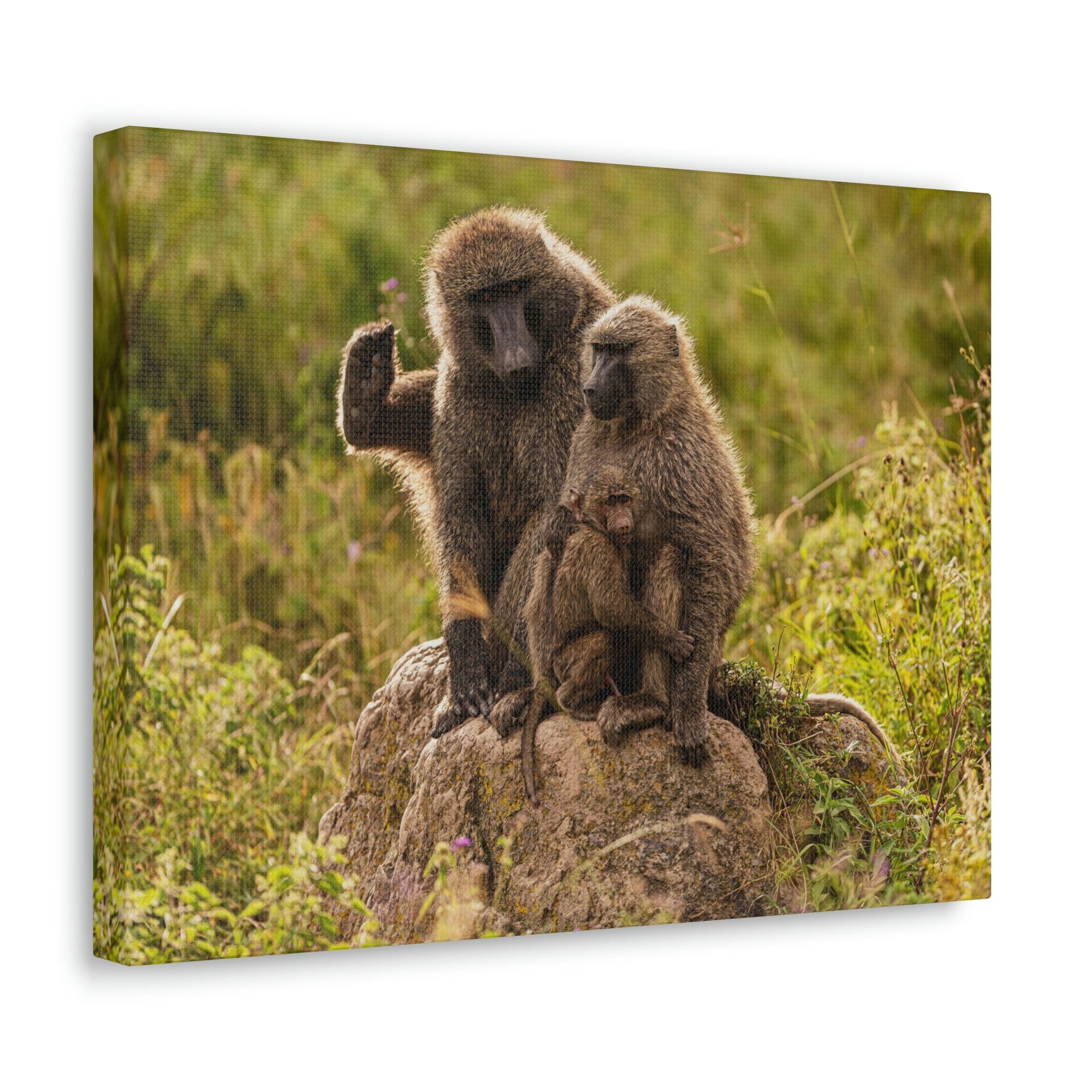 Scripture Walls Couple Baboon Couple Couple Baboon Troop Print Animal Wall Art Wildlife Canvas Prints Wall Art Ready to Hang Unframed-Express Your Love Gifts