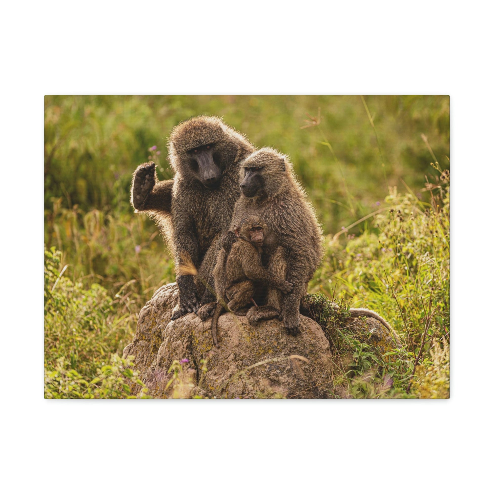 Scripture Walls Couple Baboon Couple Couple Baboon Troop Print Animal Wall Art Wildlife Canvas Prints Wall Art Ready to Hang Unframed-Express Your Love Gifts