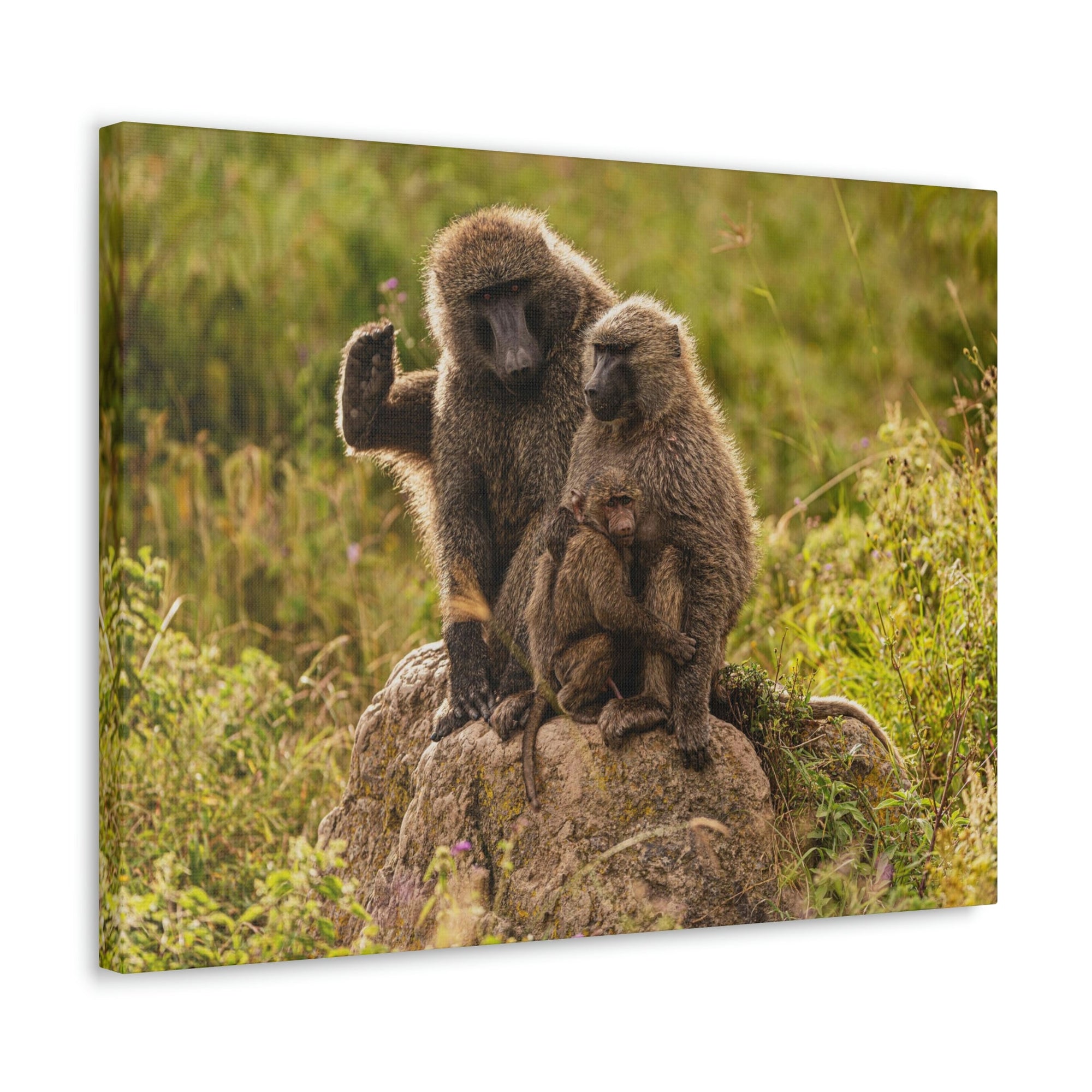 Scripture Walls Couple Baboon Couple Couple Baboon Troop Print Animal Wall Art Wildlife Canvas Prints Wall Art Ready to Hang Unframed-Express Your Love Gifts