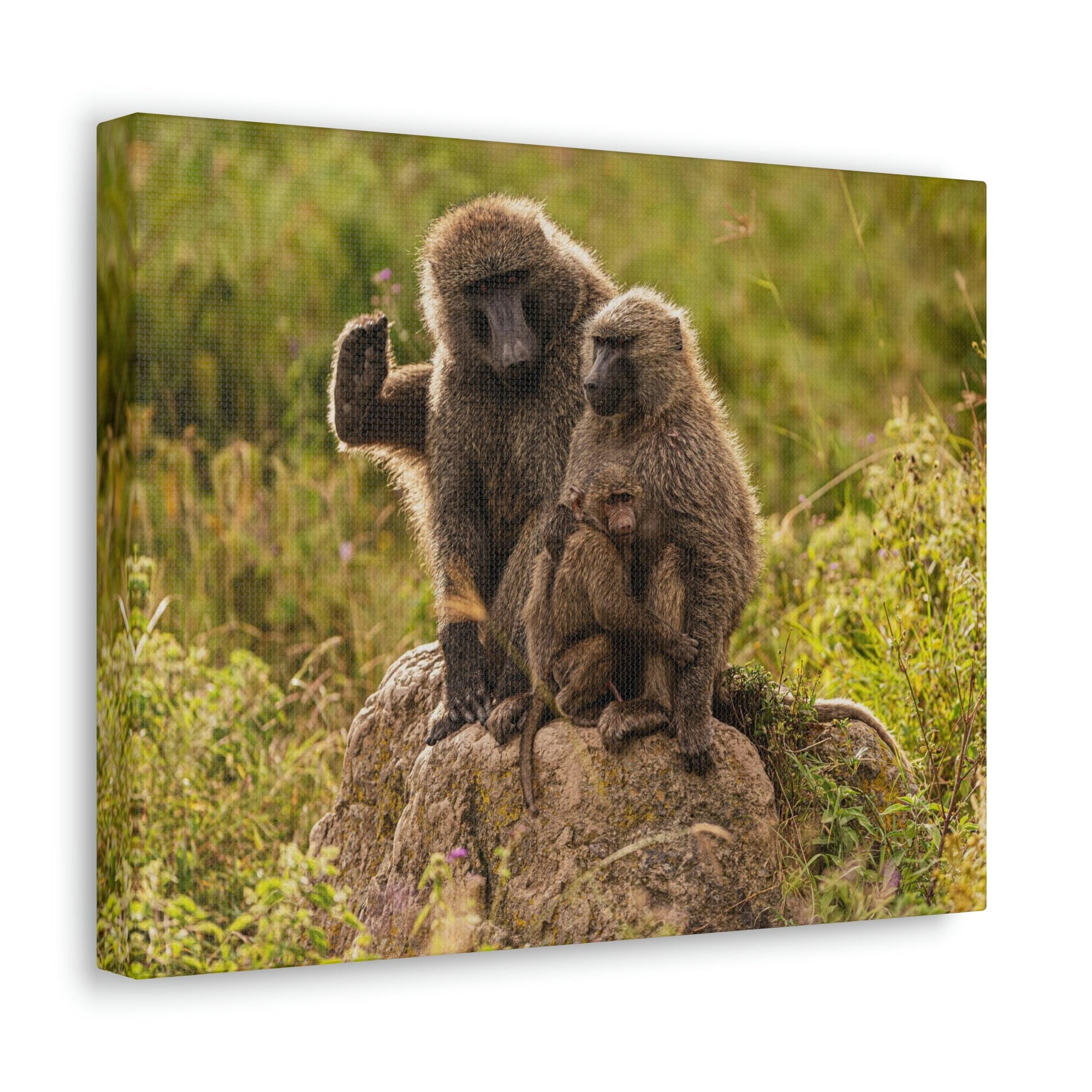 Scripture Walls Couple Baboon Couple Couple Baboon Troop Print Animal Wall Art Wildlife Canvas Prints Wall Art Ready to Hang Unframed-Express Your Love Gifts