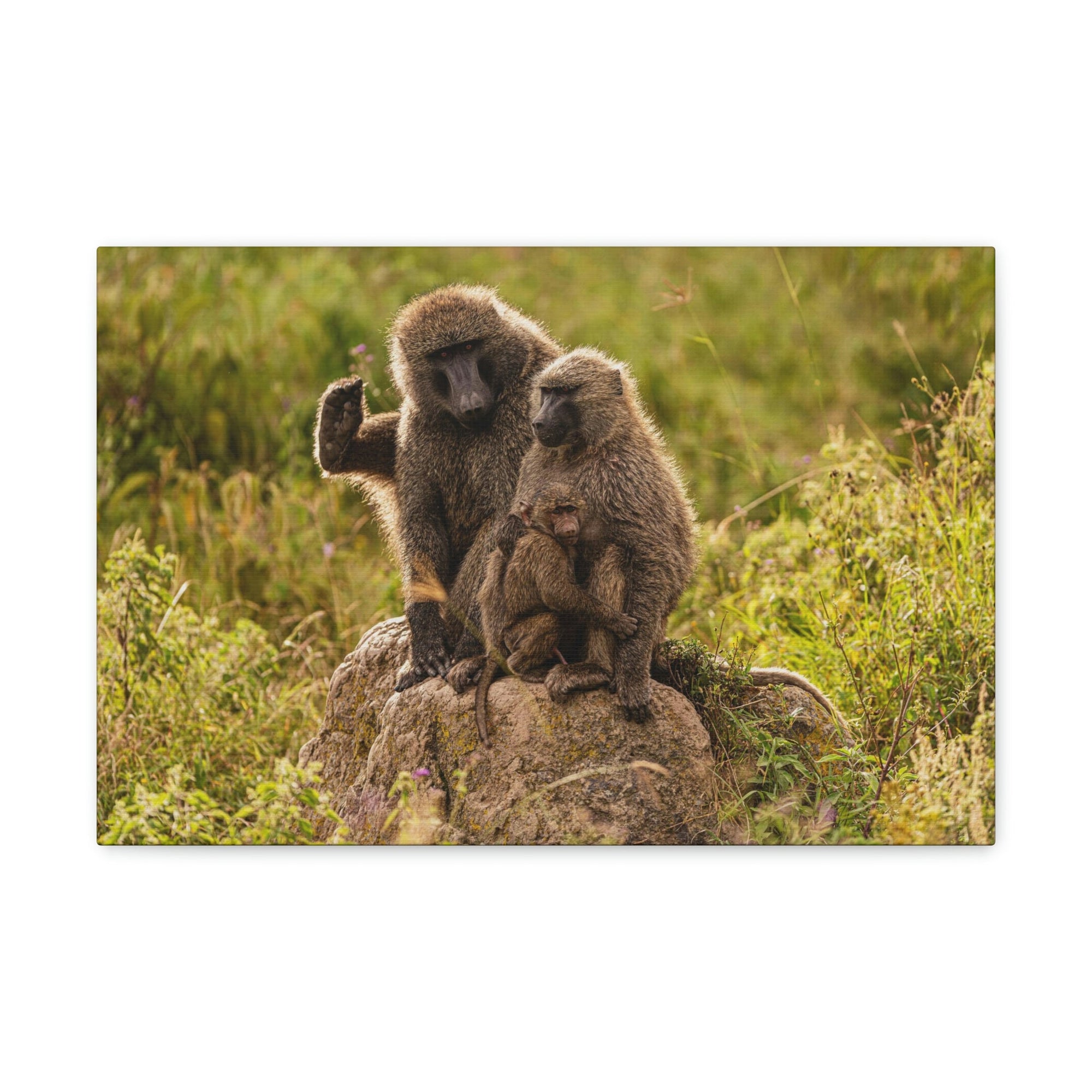 Scripture Walls Couple Baboon Couple Couple Baboon Troop Print Animal Wall Art Wildlife Canvas Prints Wall Art Ready to Hang Unframed-Express Your Love Gifts