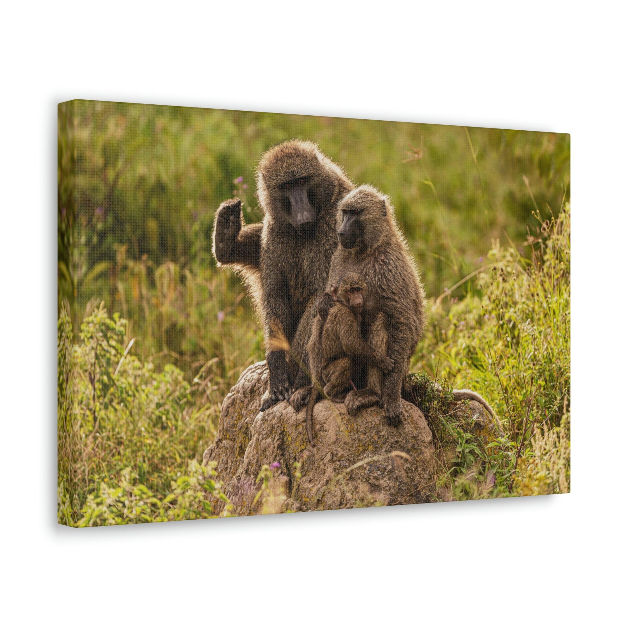 Scripture Walls Couple Baboon Couple Couple Baboon Troop Print Animal Wall Art Wildlife Canvas Prints Wall Art Ready to Hang Unframed-Express Your Love Gifts