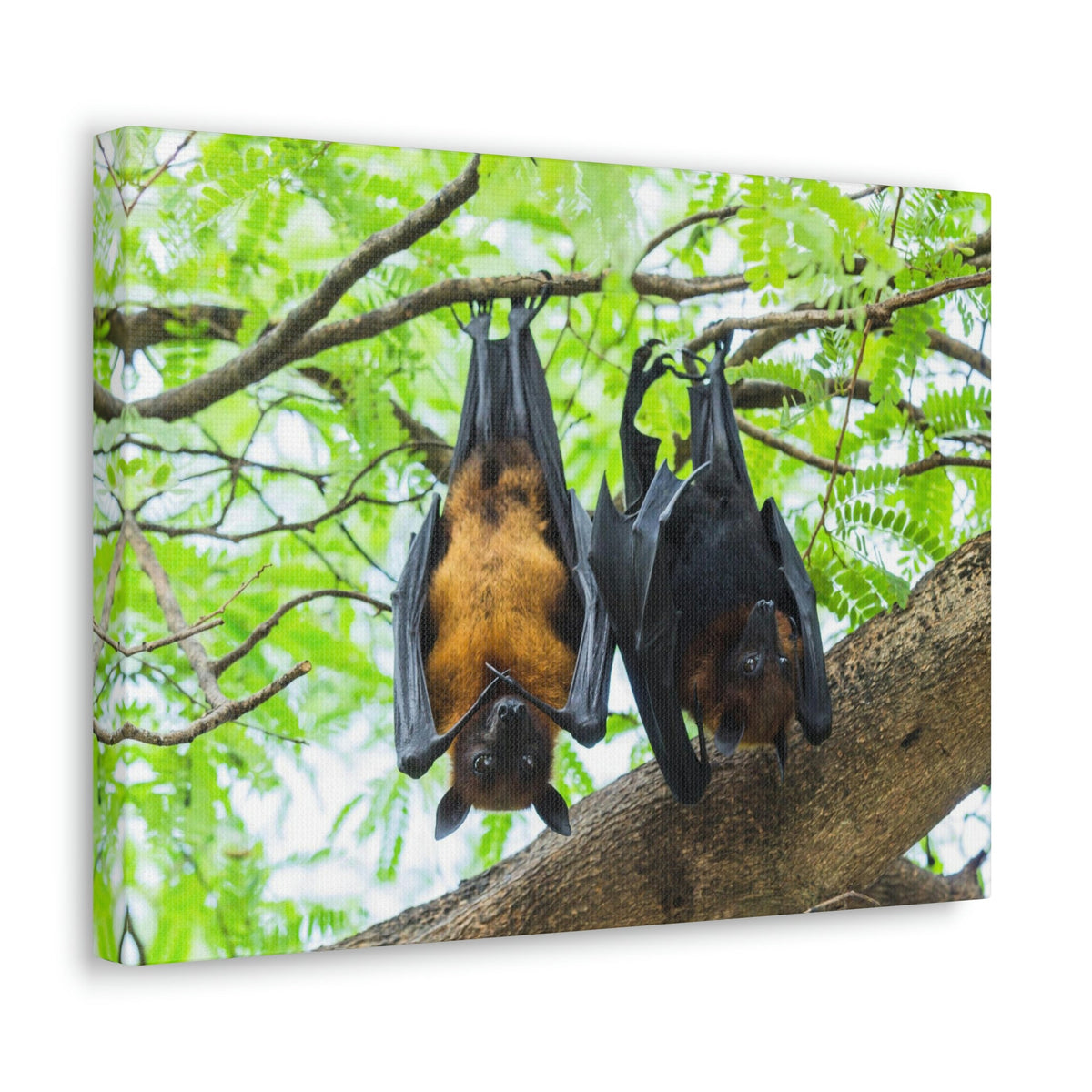 Scripture Walls Couple Flying Bat Hanging on a Tree Print Animal Wall Art Wildlife Canvas Prints Wall Art Ready to Hang Unframed-Express Your Love Gifts