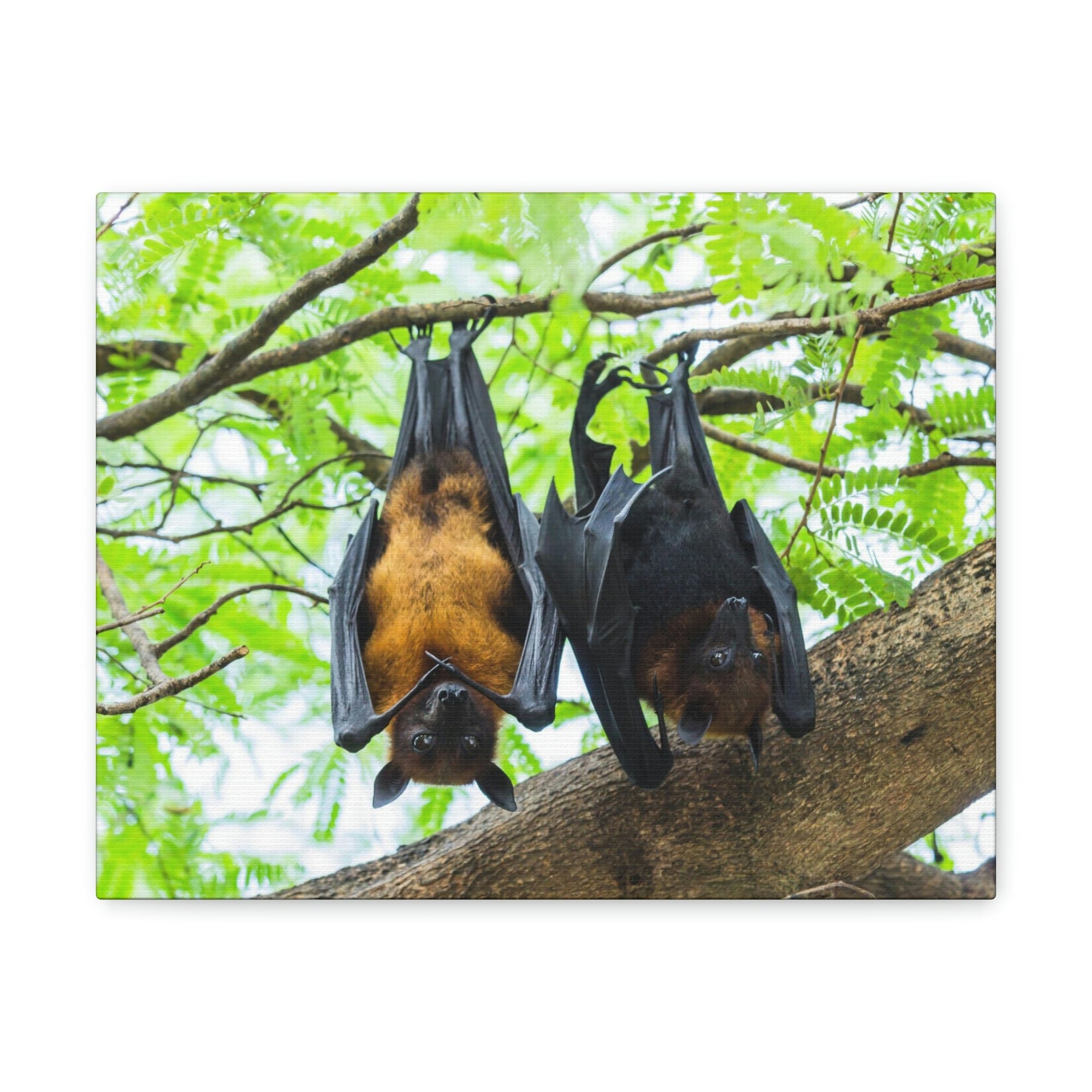 Scripture Walls Couple Flying Bat Hanging on a Tree Print Animal Wall Art Wildlife Canvas Prints Wall Art Ready to Hang Unframed-Express Your Love Gifts