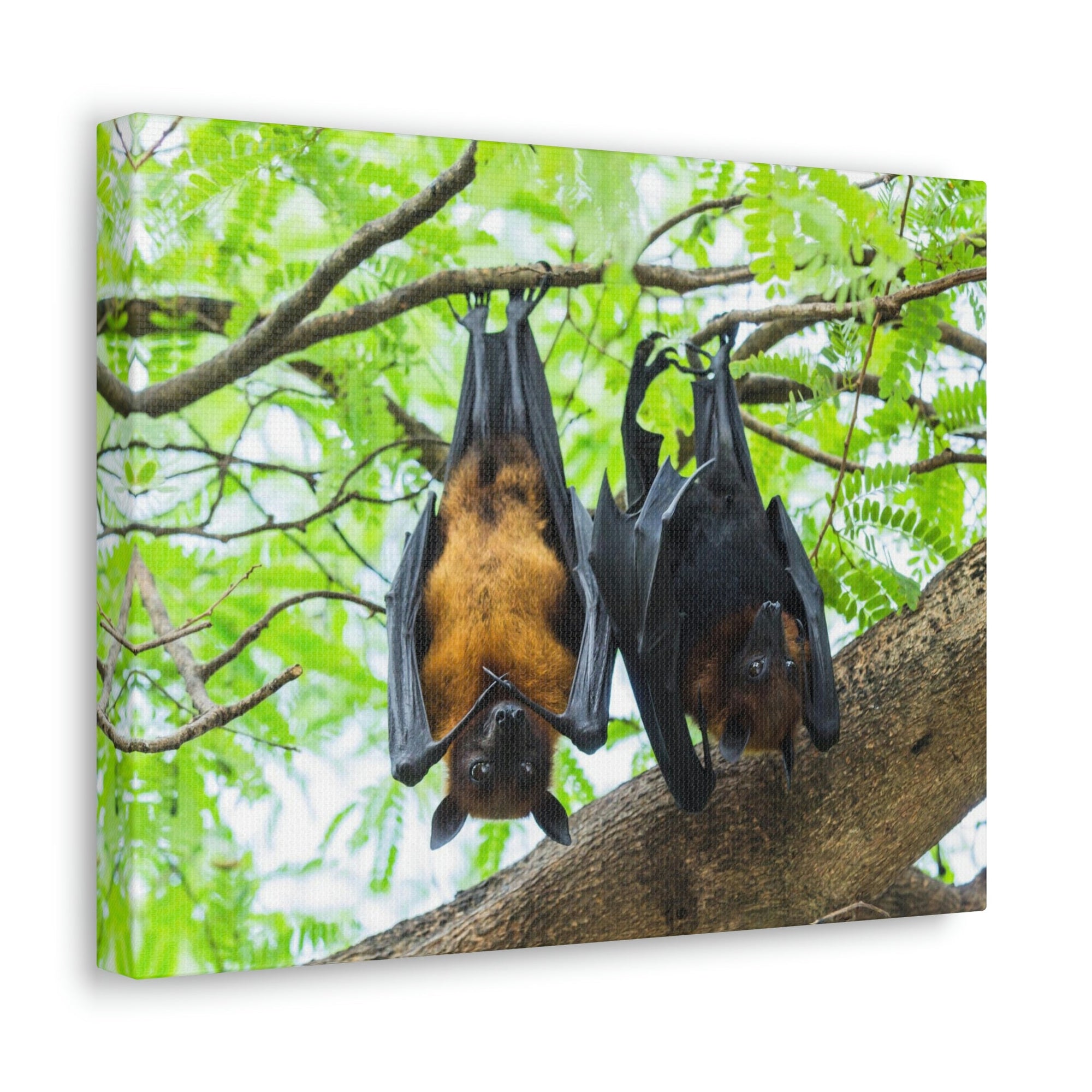 Scripture Walls Couple Flying Bat Hanging on a Tree Print Animal Wall Art Wildlife Canvas Prints Wall Art Ready to Hang Unframed-Express Your Love Gifts