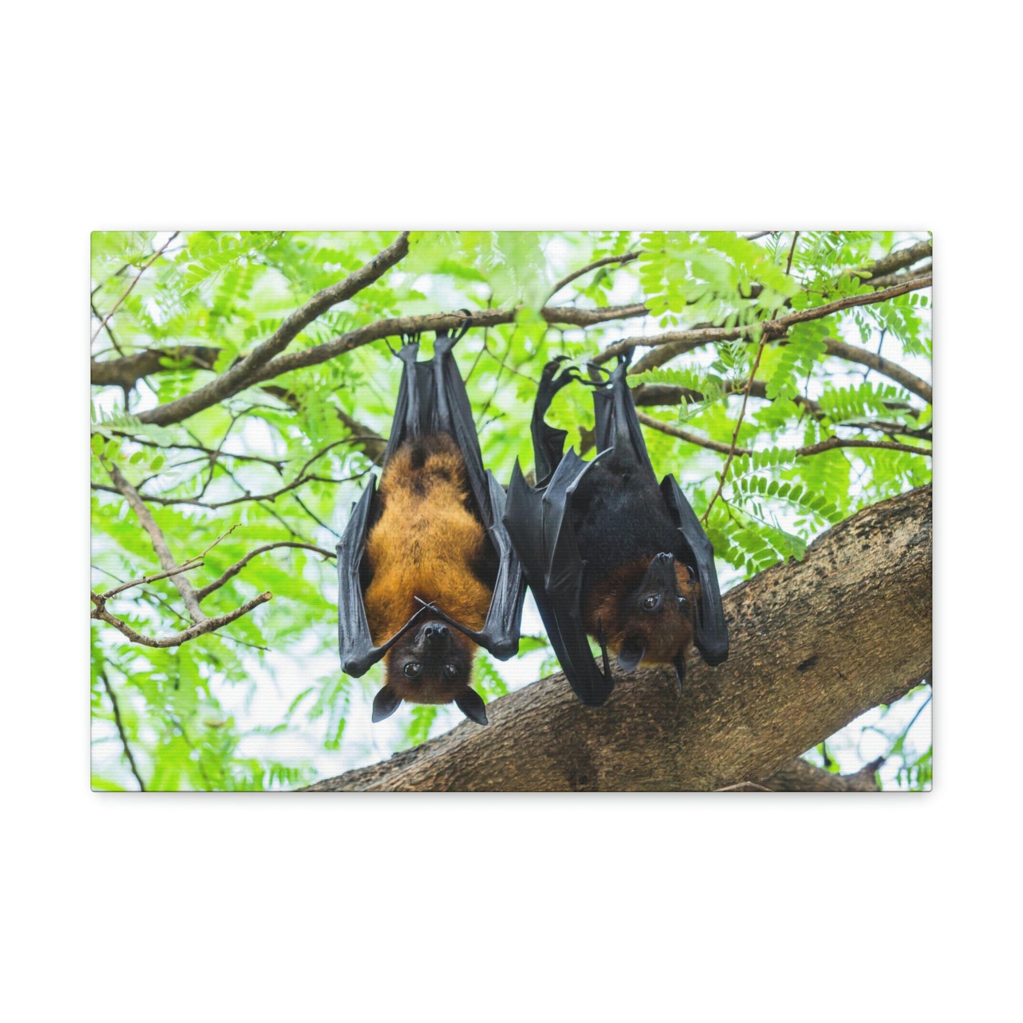 Scripture Walls Couple Flying Bat Hanging on a Tree Print Animal Wall Art Wildlife Canvas Prints Wall Art Ready to Hang Unframed-Express Your Love Gifts