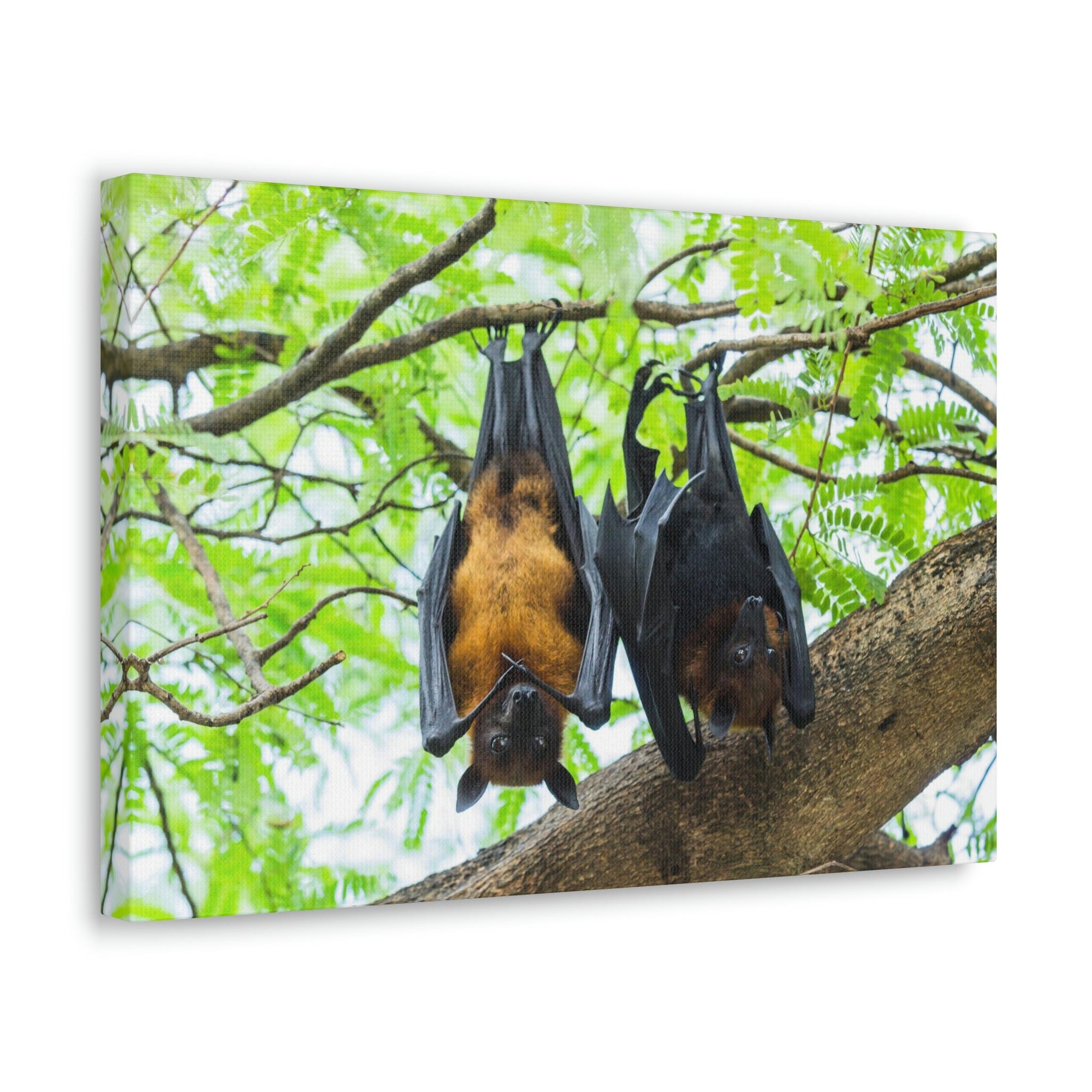 Scripture Walls Couple Flying Bat Hanging on a Tree Print Animal Wall Art Wildlife Canvas Prints Wall Art Ready to Hang Unframed-Express Your Love Gifts