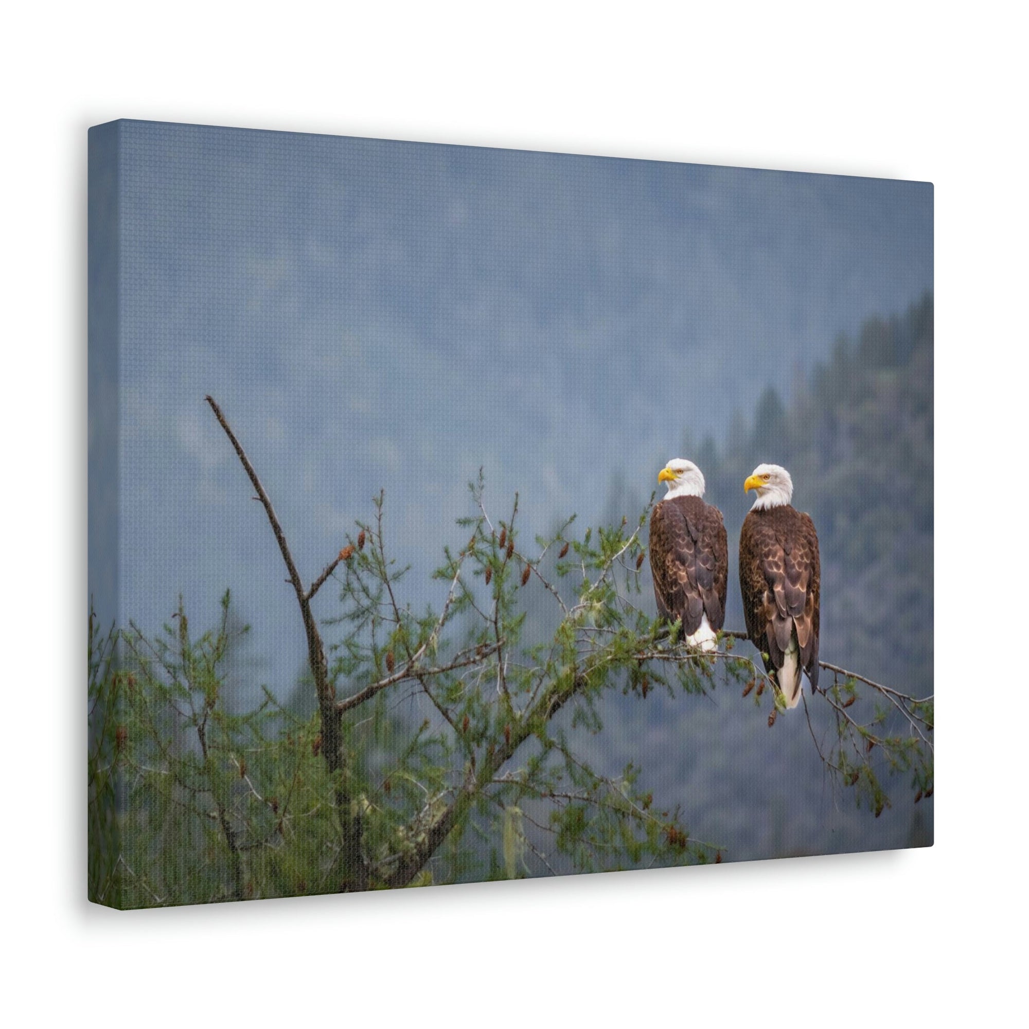 Scripture Walls Couple of Bald Eagle on a Tree Limb Print Animal Wall Art Wildlife Canvas Prints Wall Art Ready to Hang Unframed-Express Your Love Gifts