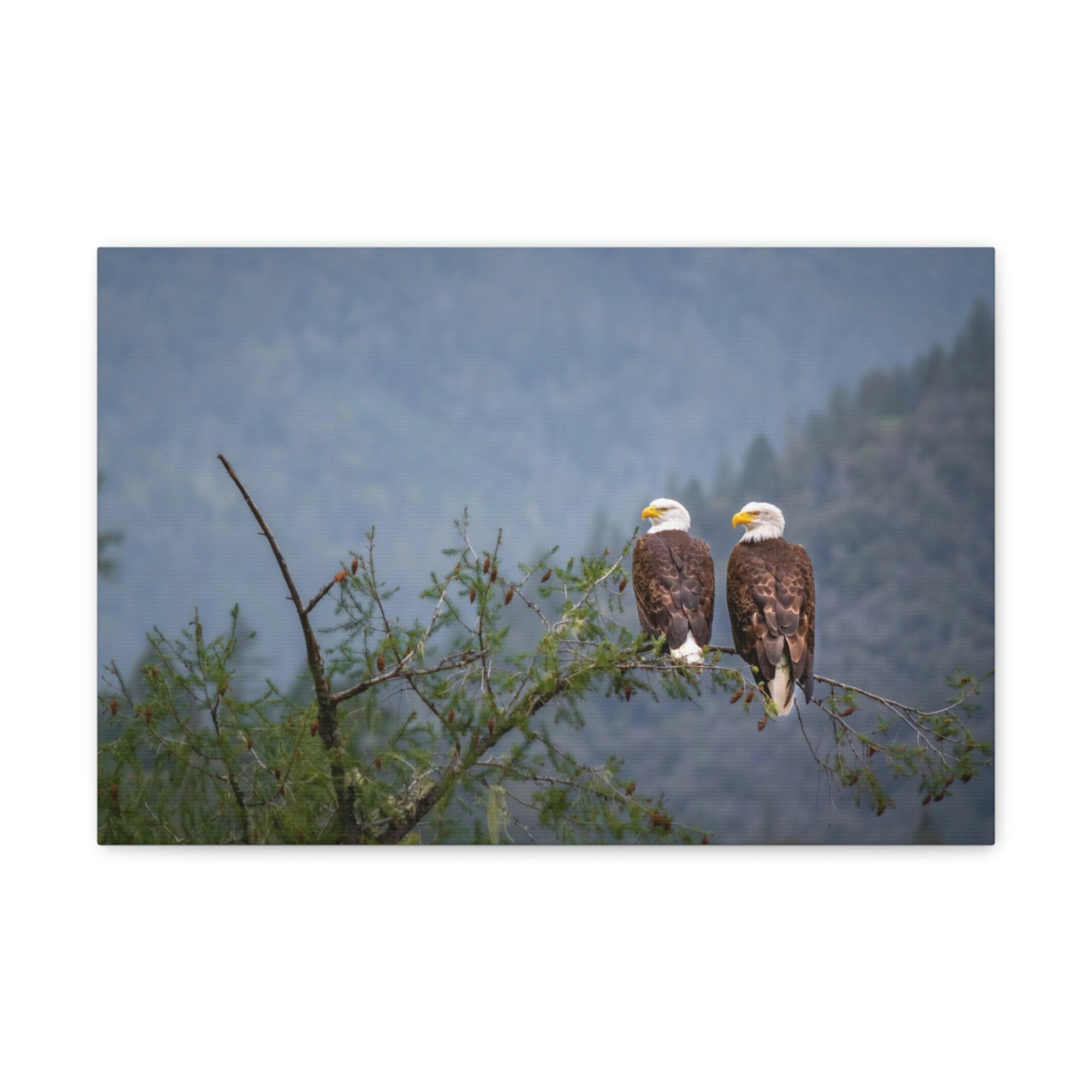 Scripture Walls Couple of Bald Eagle on a Tree Limb Print Animal Wall Art Wildlife Canvas Prints Wall Art Ready to Hang Unframed-Express Your Love Gifts