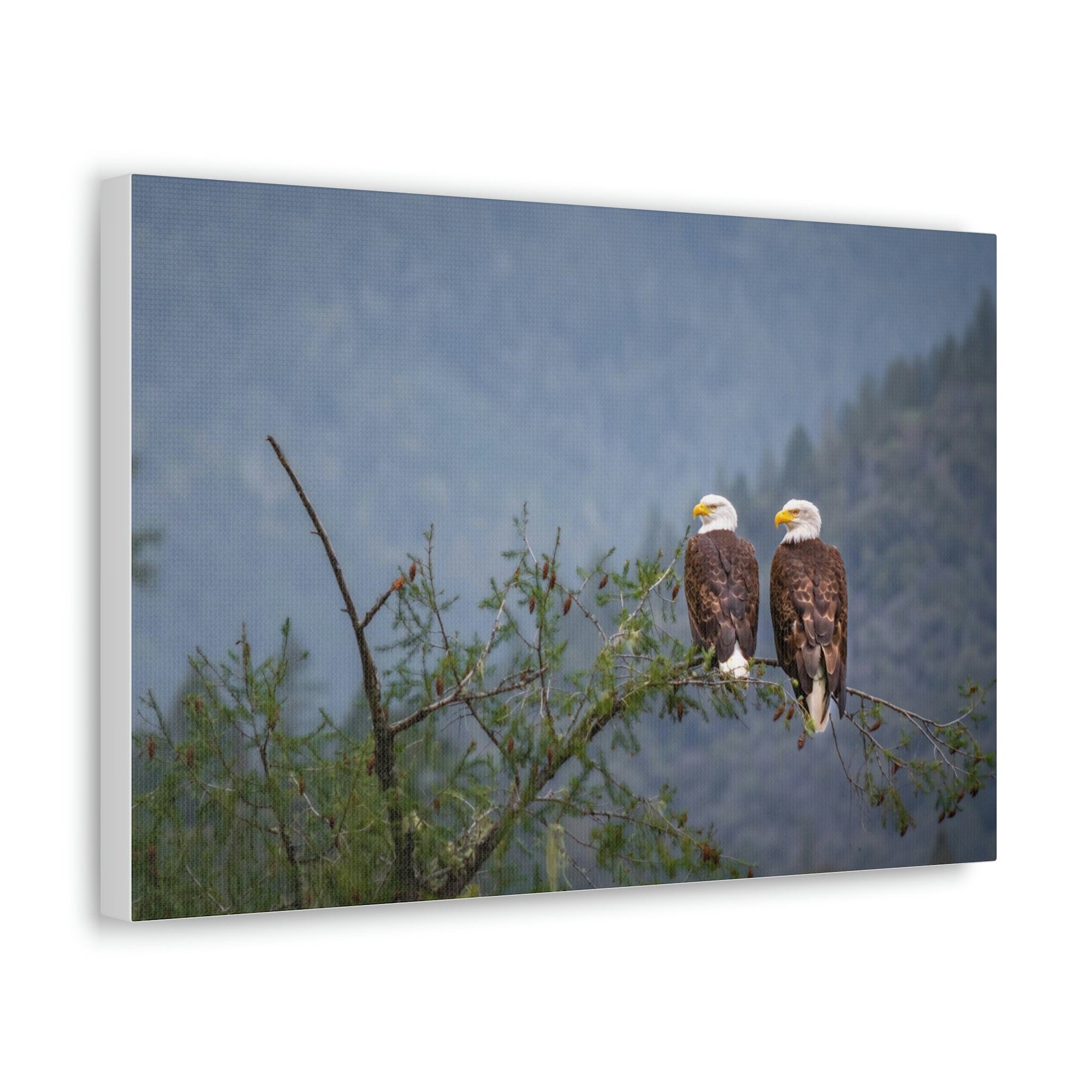 Scripture Walls Couple of Bald Eagle on a Tree Limb Print Animal Wall Art Wildlife Canvas Prints Wall Art Ready to Hang Unframed-Express Your Love Gifts