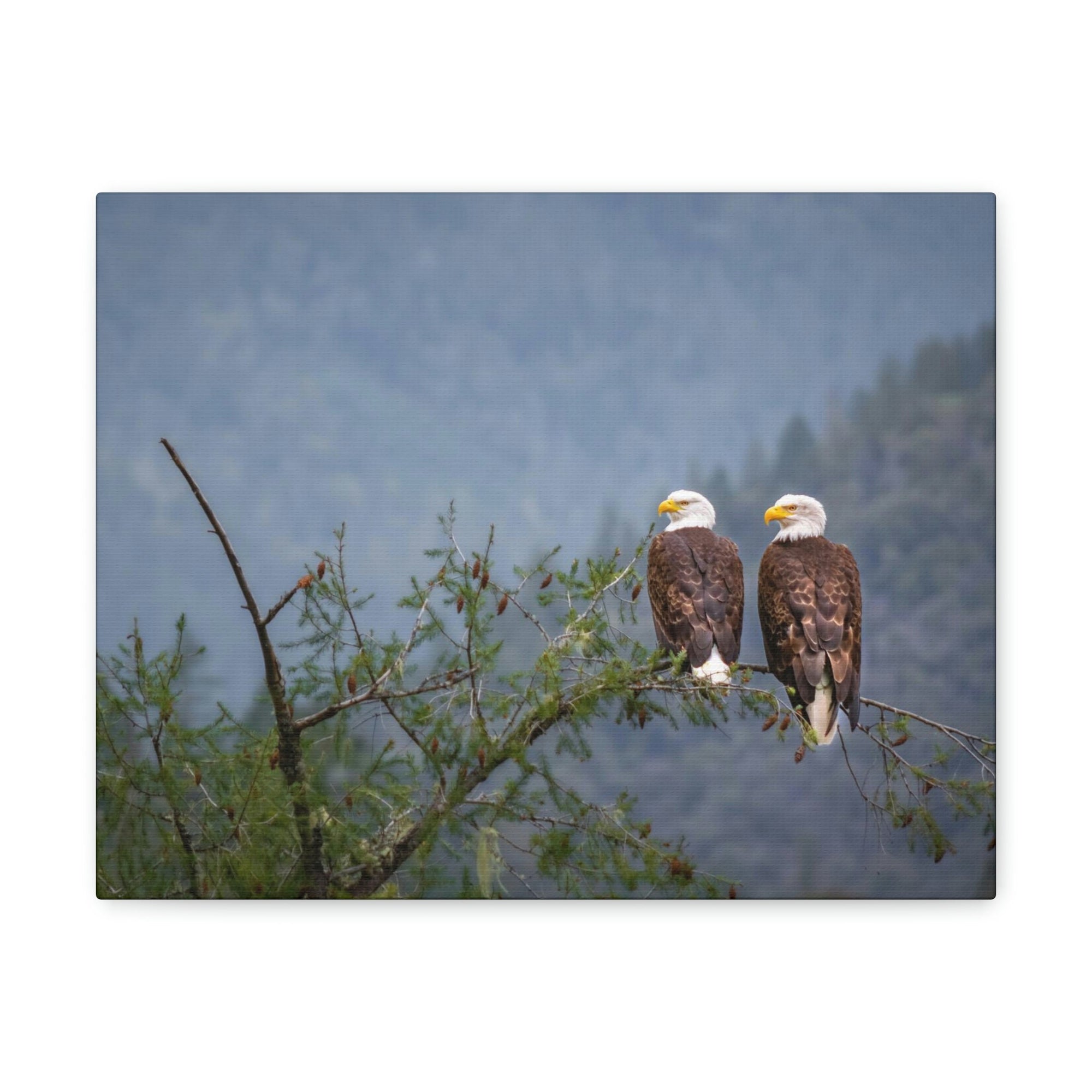 Scripture Walls Couple of Bald Eagle on a Tree Limb Print Animal Wall Art Wildlife Canvas Prints Wall Art Ready to Hang Unframed-Express Your Love Gifts