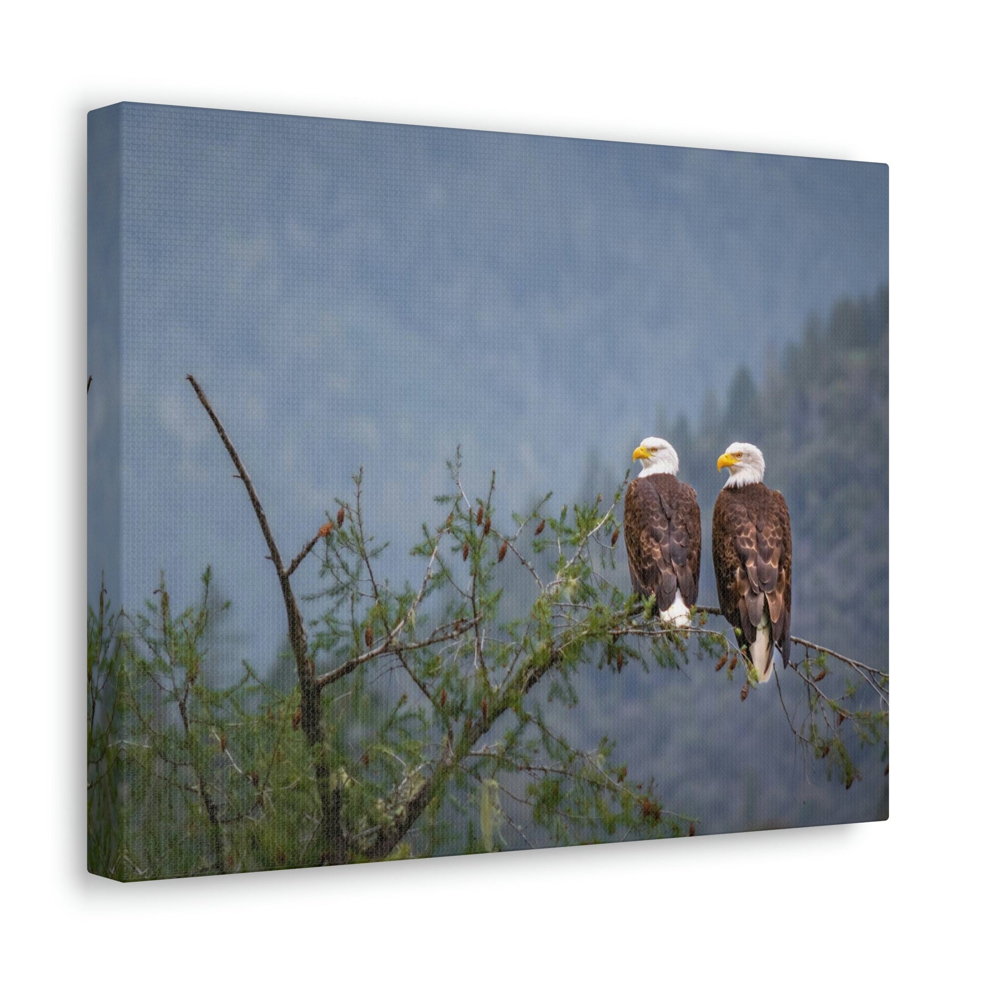 Scripture Walls Couple of Bald Eagle on a Tree Limb Print Animal Wall Art Wildlife Canvas Prints Wall Art Ready to Hang Unframed-Express Your Love Gifts