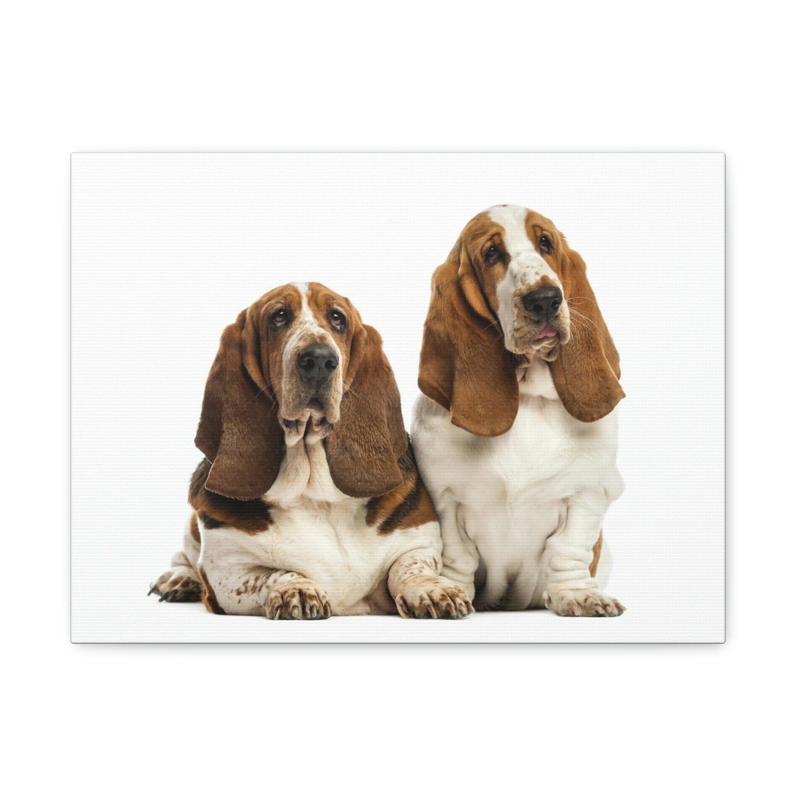 Scripture Walls Couple of Basset Hound Dogs Print Animal Wall Art Wildlife Canvas Prints Wall Art Ready to Hang Unframed-Express Your Love Gifts