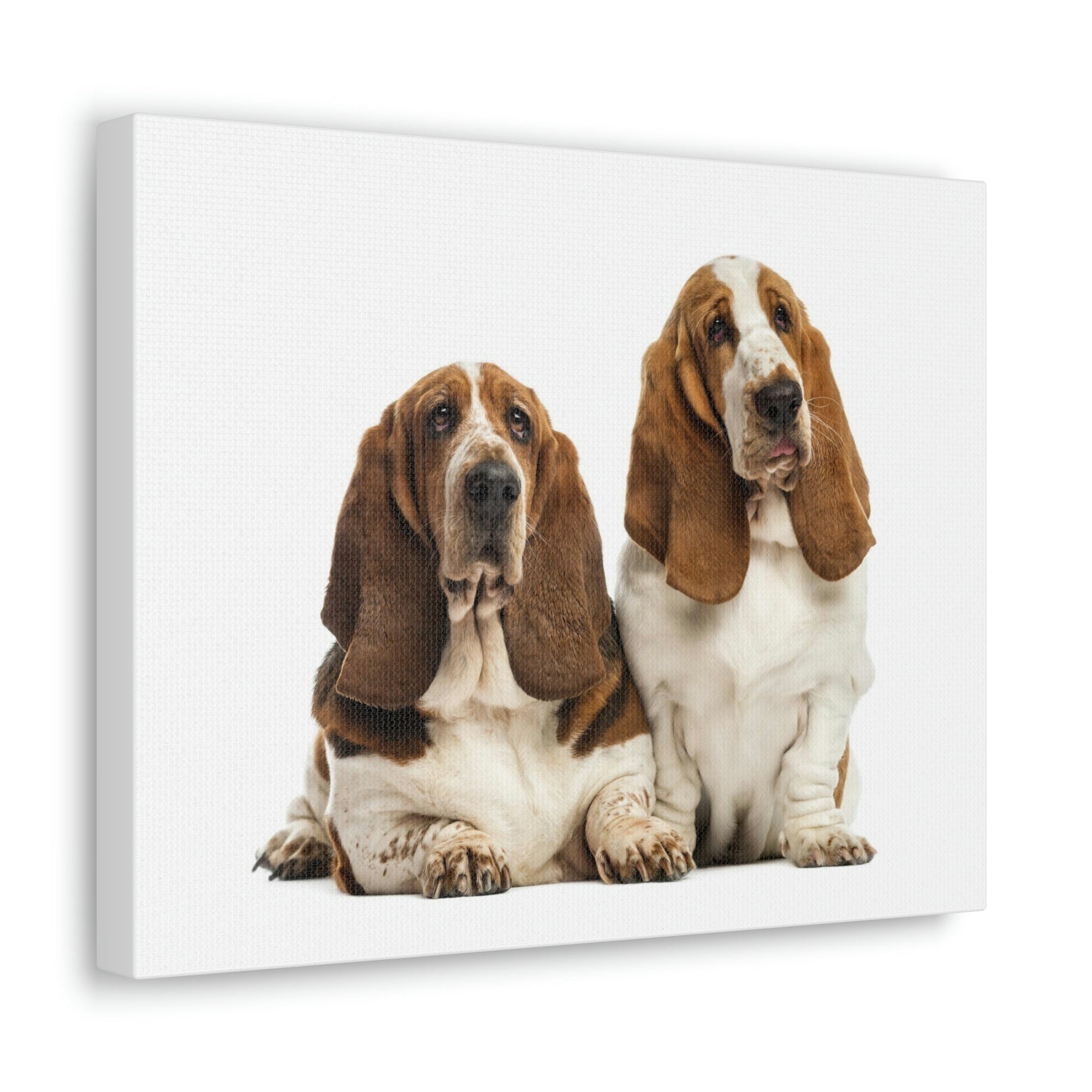 Scripture Walls Couple of Basset Hound Dogs Print Animal Wall Art Wildlife Canvas Prints Wall Art Ready to Hang Unframed-Express Your Love Gifts