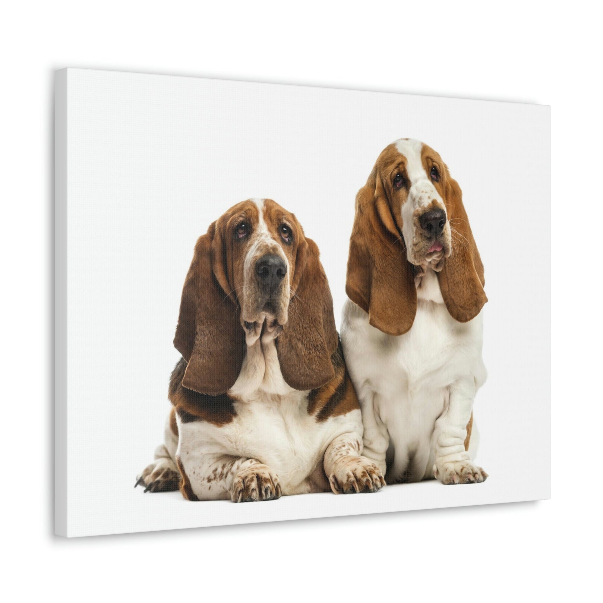 Scripture Walls Couple of Basset Hound Dogs Print Animal Wall Art Wildlife Canvas Prints Wall Art Ready to Hang Unframed-Express Your Love Gifts