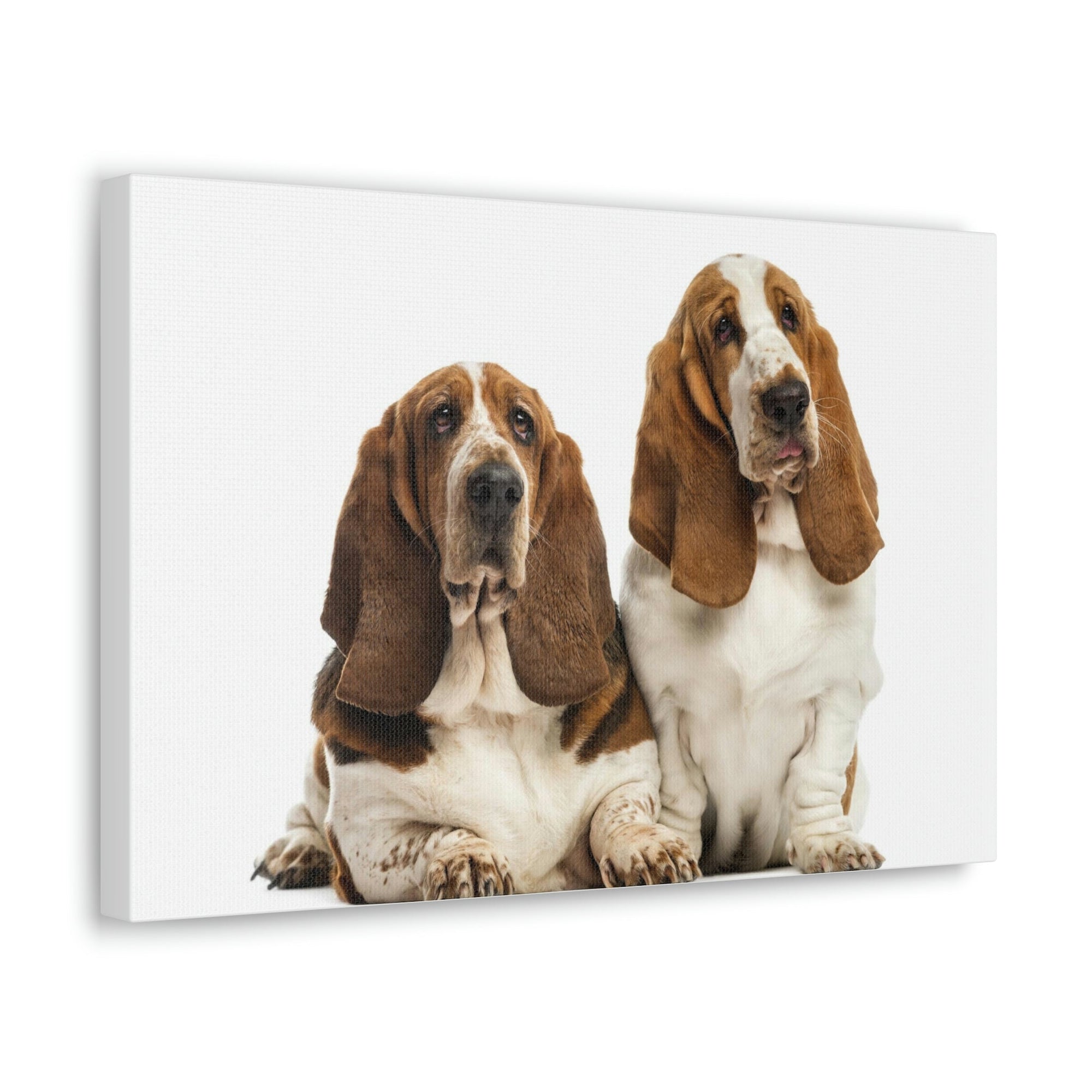 Scripture Walls Couple of Basset Hound Dogs Print Animal Wall Art Wildlife Canvas Prints Wall Art Ready to Hang Unframed-Express Your Love Gifts