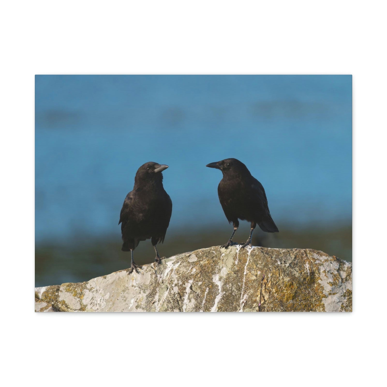 Scripture Walls Couple of Crow Chatting Print Animal Wall Art Wildlife Canvas Prints Wall Art Ready to Hang Unframed-Express Your Love Gifts