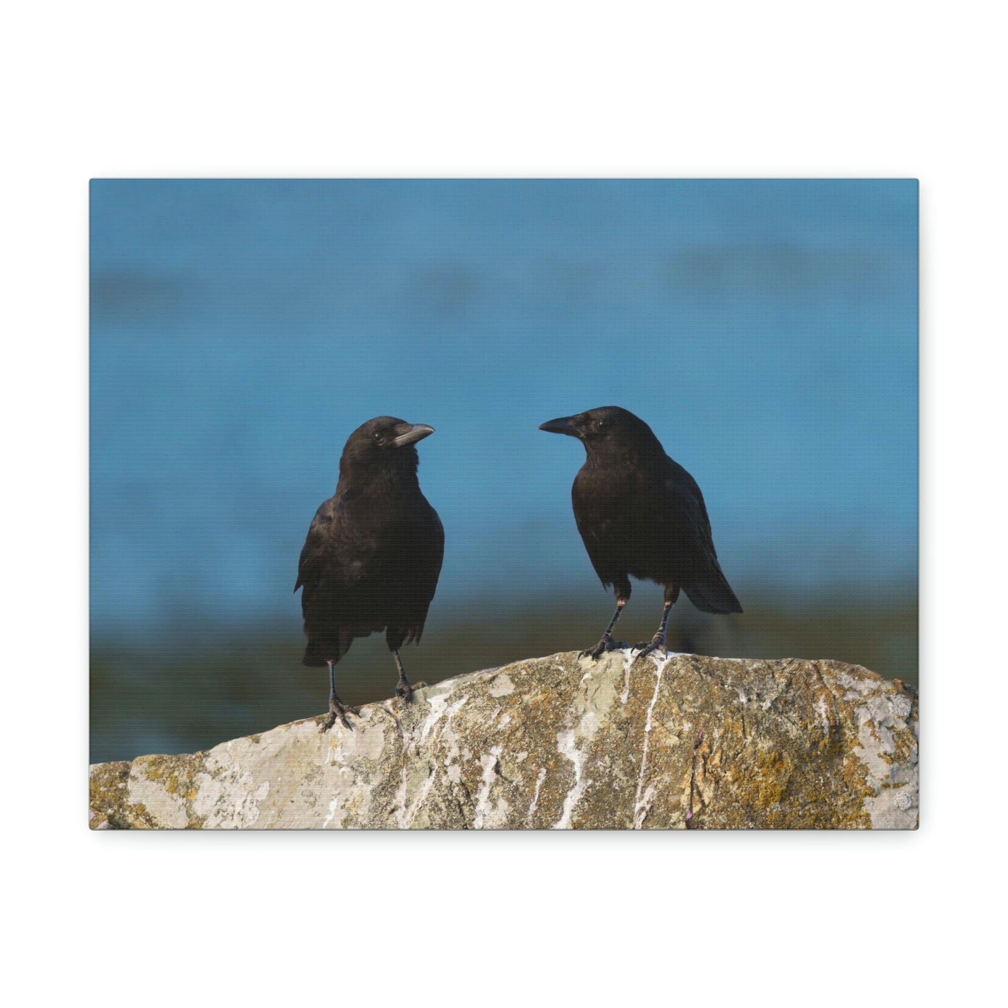 Scripture Walls Couple of Crow Chatting Print Animal Wall Art Wildlife Canvas Prints Wall Art Ready to Hang Unframed-Express Your Love Gifts