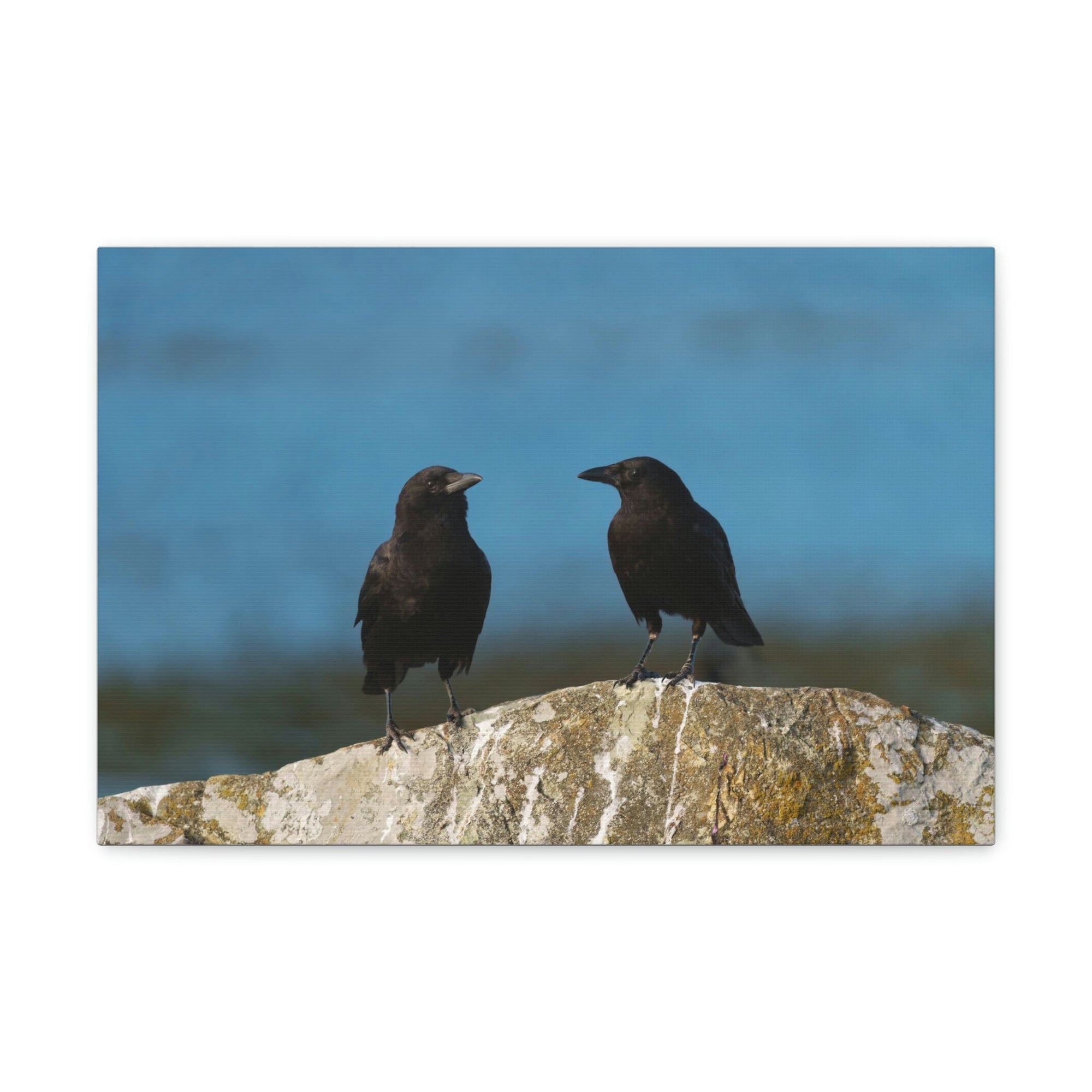 Scripture Walls Couple of Crow Chatting Print Animal Wall Art Wildlife Canvas Prints Wall Art Ready to Hang Unframed-Express Your Love Gifts