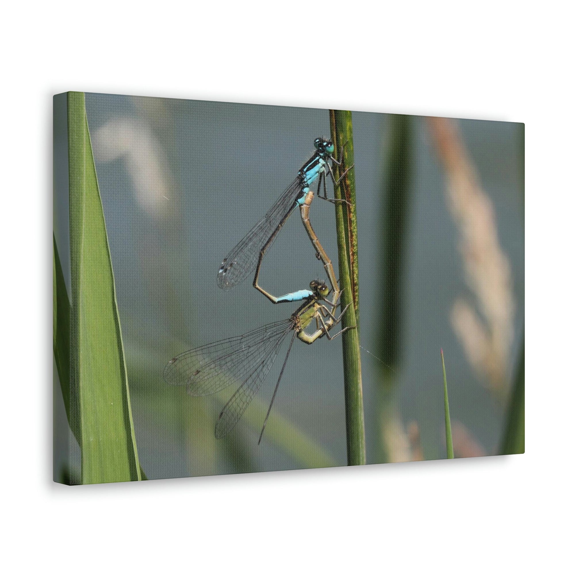 Scripture Walls Couple of Dragonfly on a Plant Print Animal Wall Art Wildlife Canvas Prints Wall Art Ready to Hang Unframed-Express Your Love Gifts