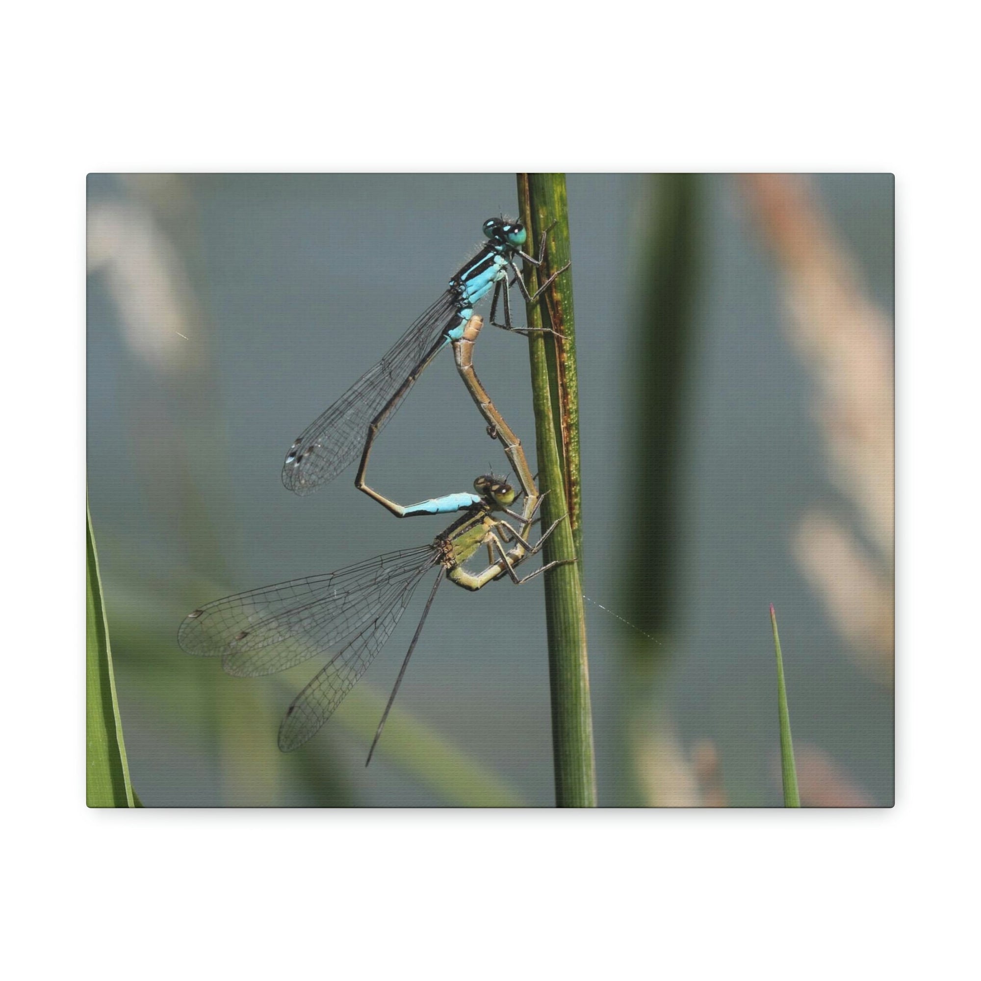 Scripture Walls Couple of Dragonfly on a Plant Print Animal Wall Art Wildlife Canvas Prints Wall Art Ready to Hang Unframed-Express Your Love Gifts