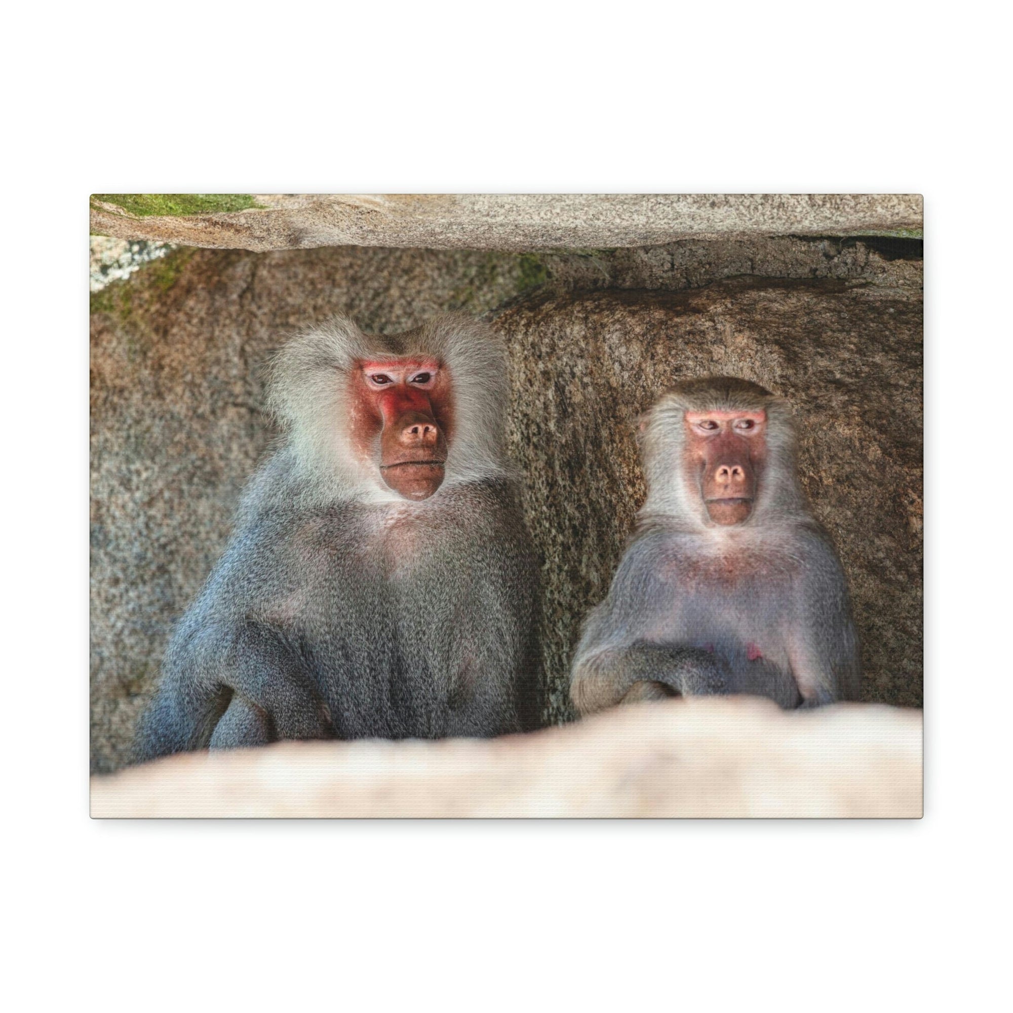 Couple of Funny Baboon Outside Wall Art Ready to Hang Unframed-Express Your Love Gifts