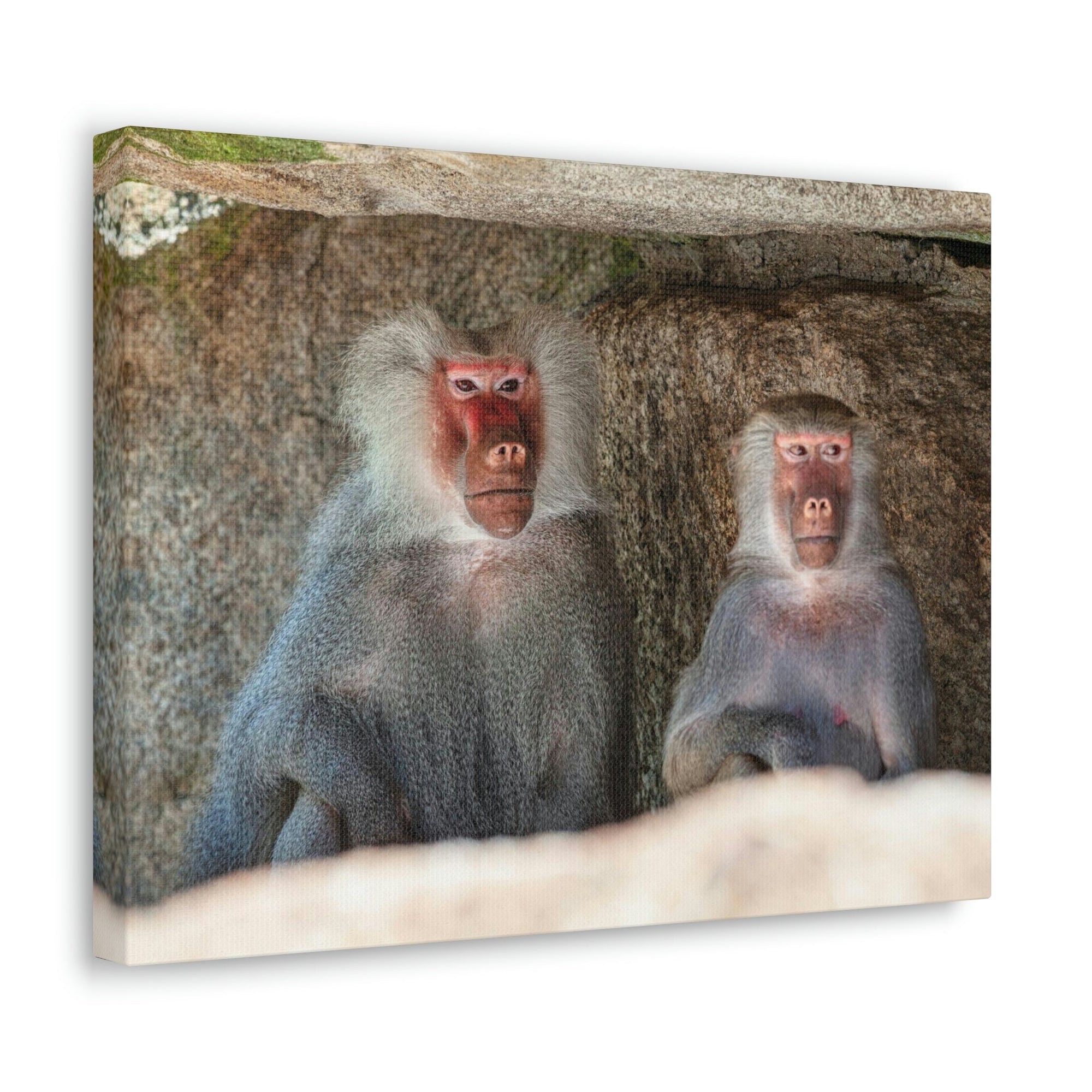 Couple of Funny Baboon Outside Wall Art Ready to Hang Unframed-Express Your Love Gifts