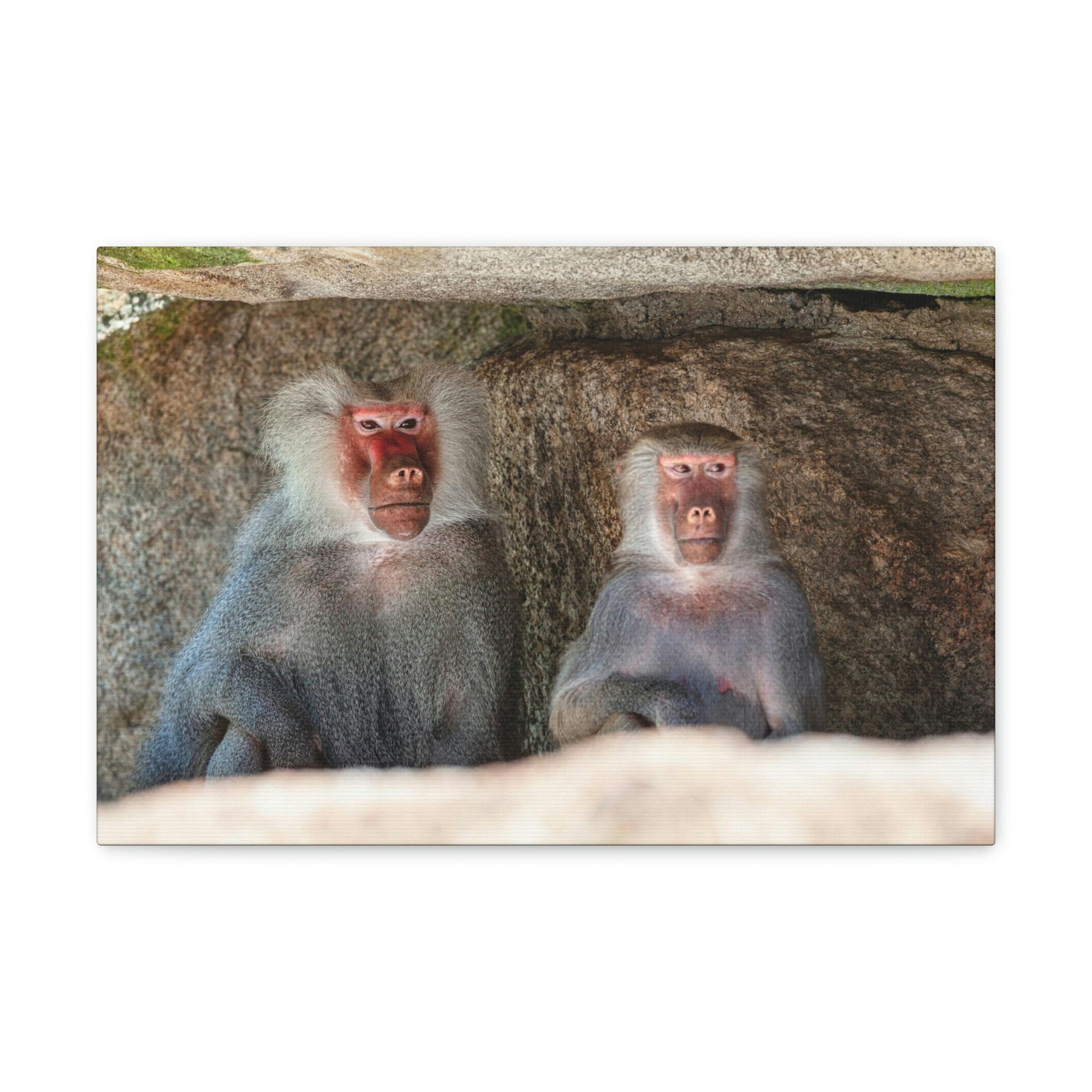 Couple of Funny Baboon Outside Wall Art Ready to Hang Unframed-Express Your Love Gifts