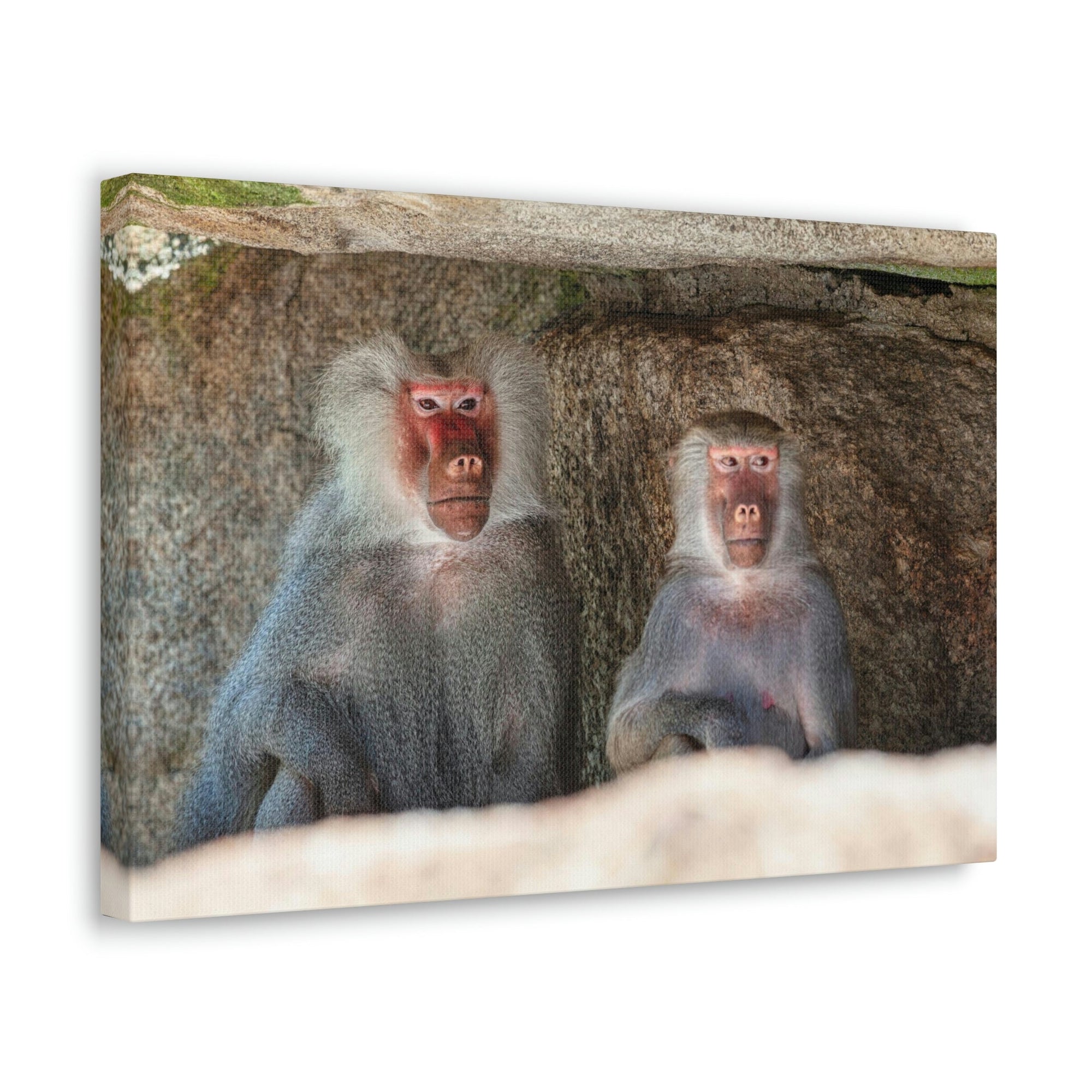 Couple of Funny Baboon Outside Wall Art Ready to Hang Unframed-Express Your Love Gifts