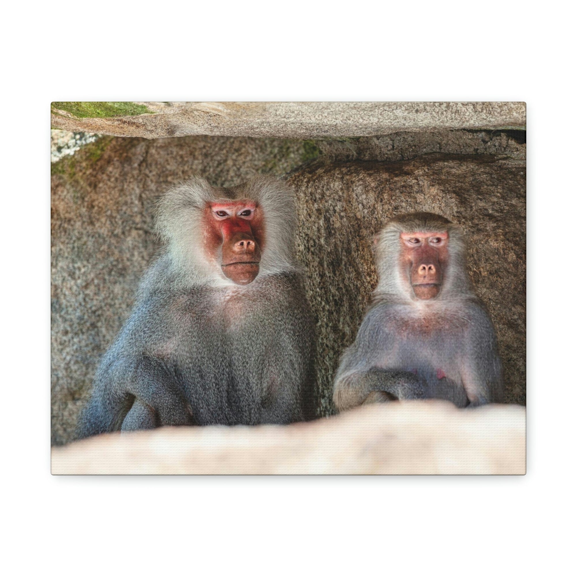 Couple of Funny Baboon Outside Wall Art Ready to Hang Unframed-Express Your Love Gifts