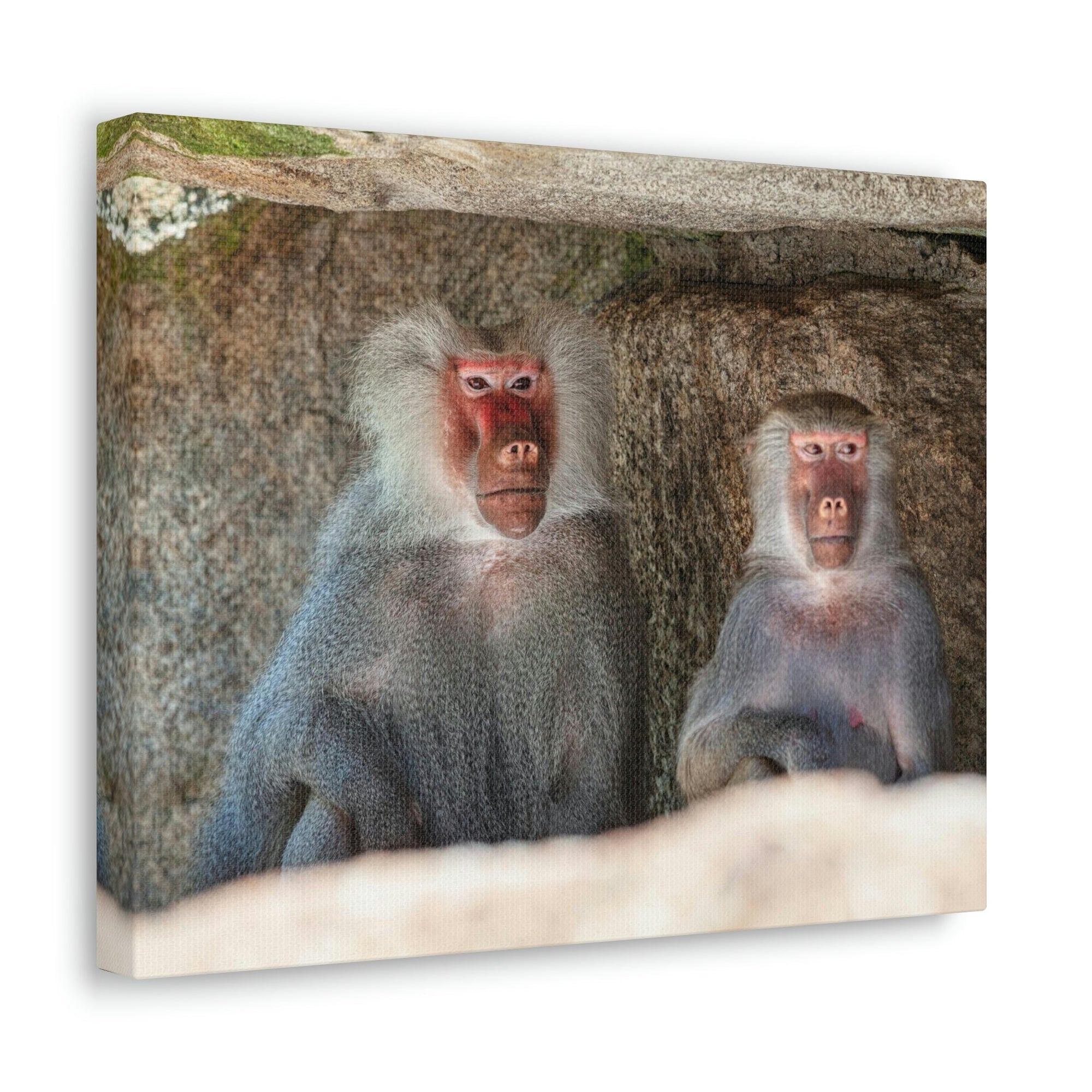 Couple of Funny Baboon Outside Wall Art Ready to Hang Unframed-Express Your Love Gifts