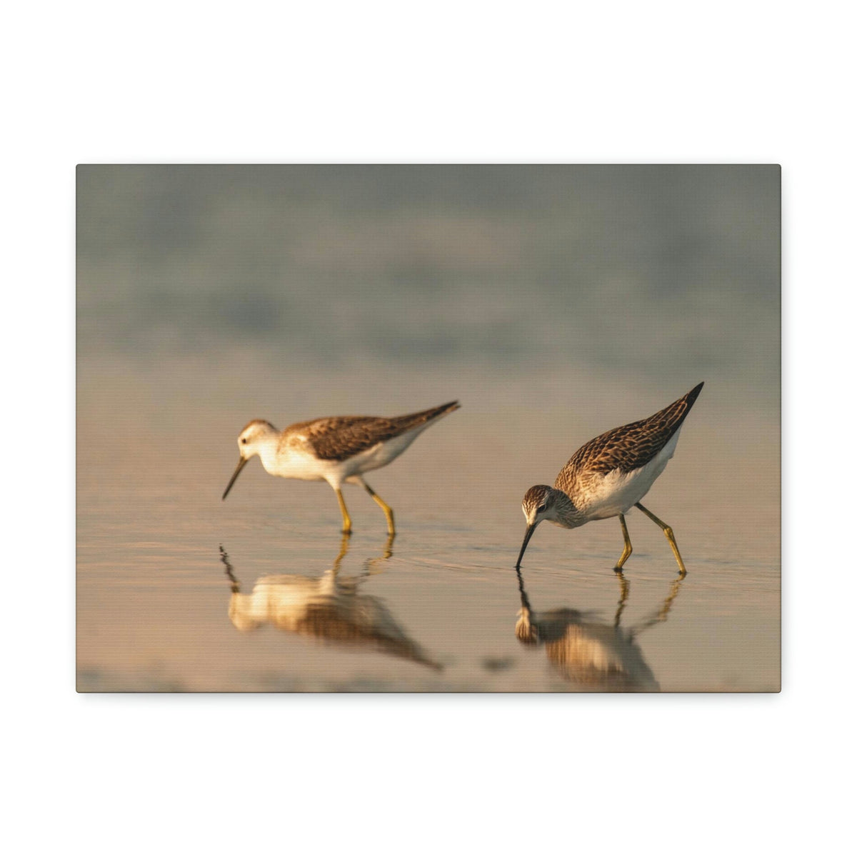 Scripture Walls Couple of Sandpiper Hunting for Food Animal Wall Art Wildlife Canvas Prints Wall Art Ready to Hang Unframed-Express Your Love Gifts