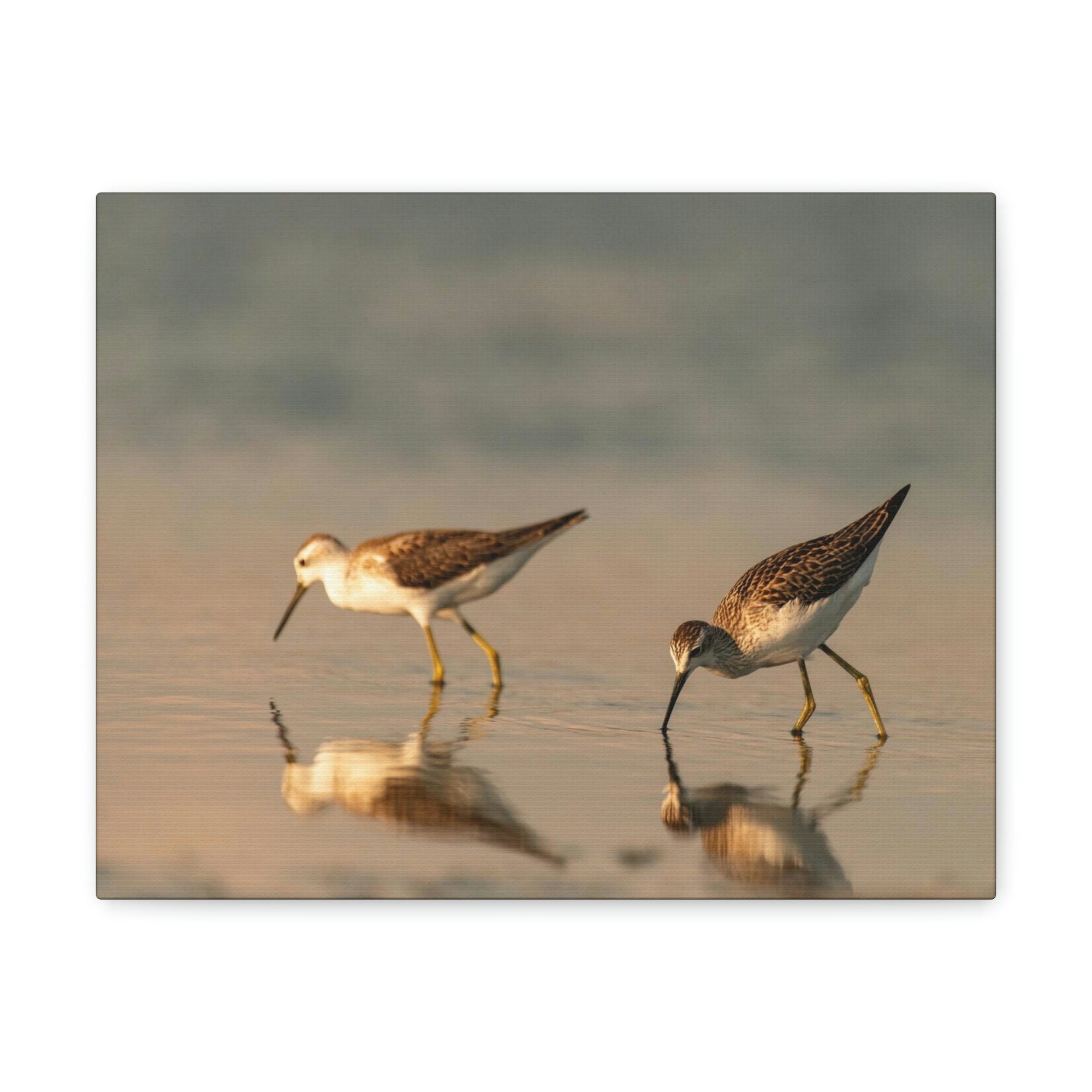 Scripture Walls Couple of Sandpiper Hunting for Food Animal Wall Art Wildlife Canvas Prints Wall Art Ready to Hang Unframed-Express Your Love Gifts