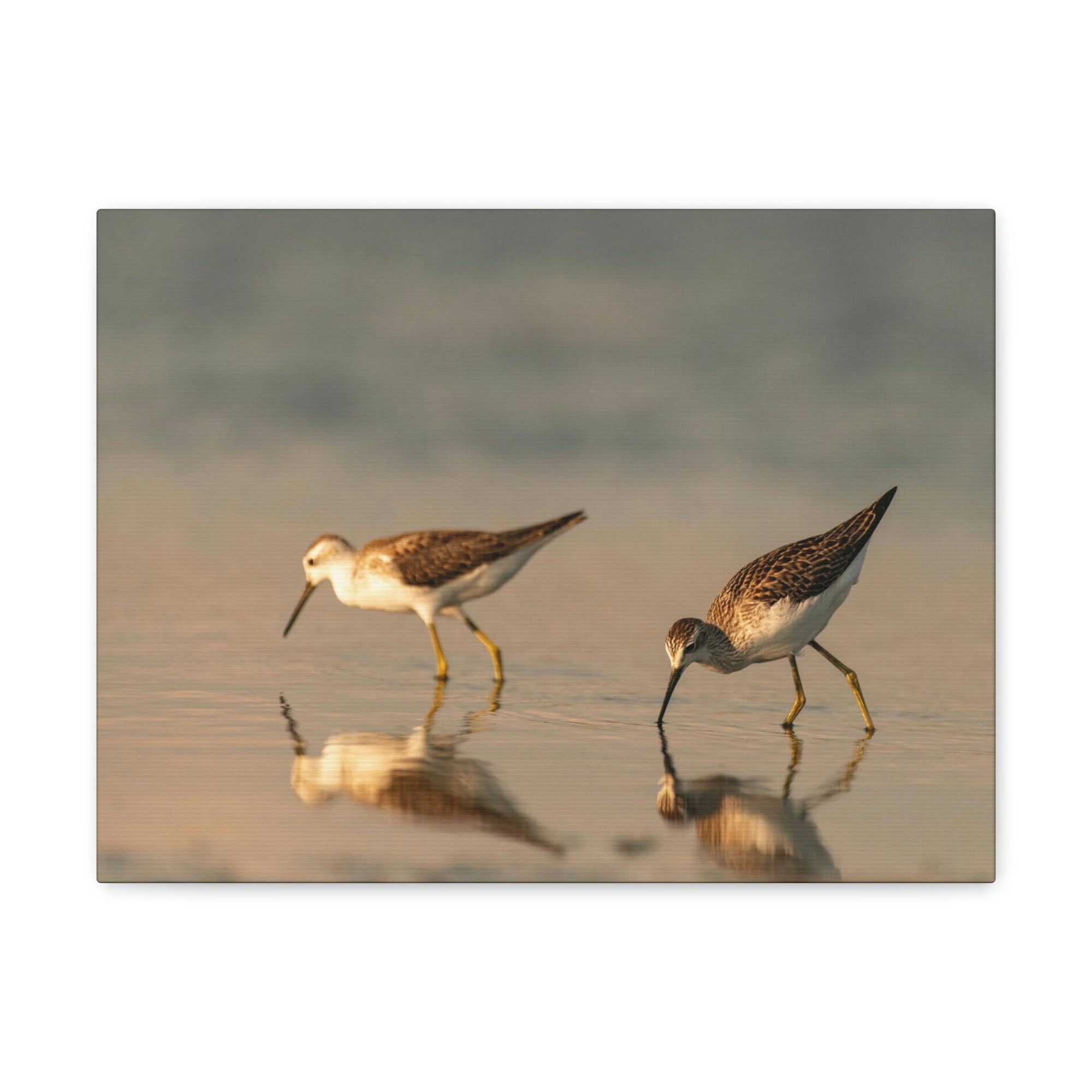 Scripture Walls Couple of Sandpiper Hunting for Food Animal Wall Art Wildlife Canvas Prints Wall Art Ready to Hang Unframed-Express Your Love Gifts