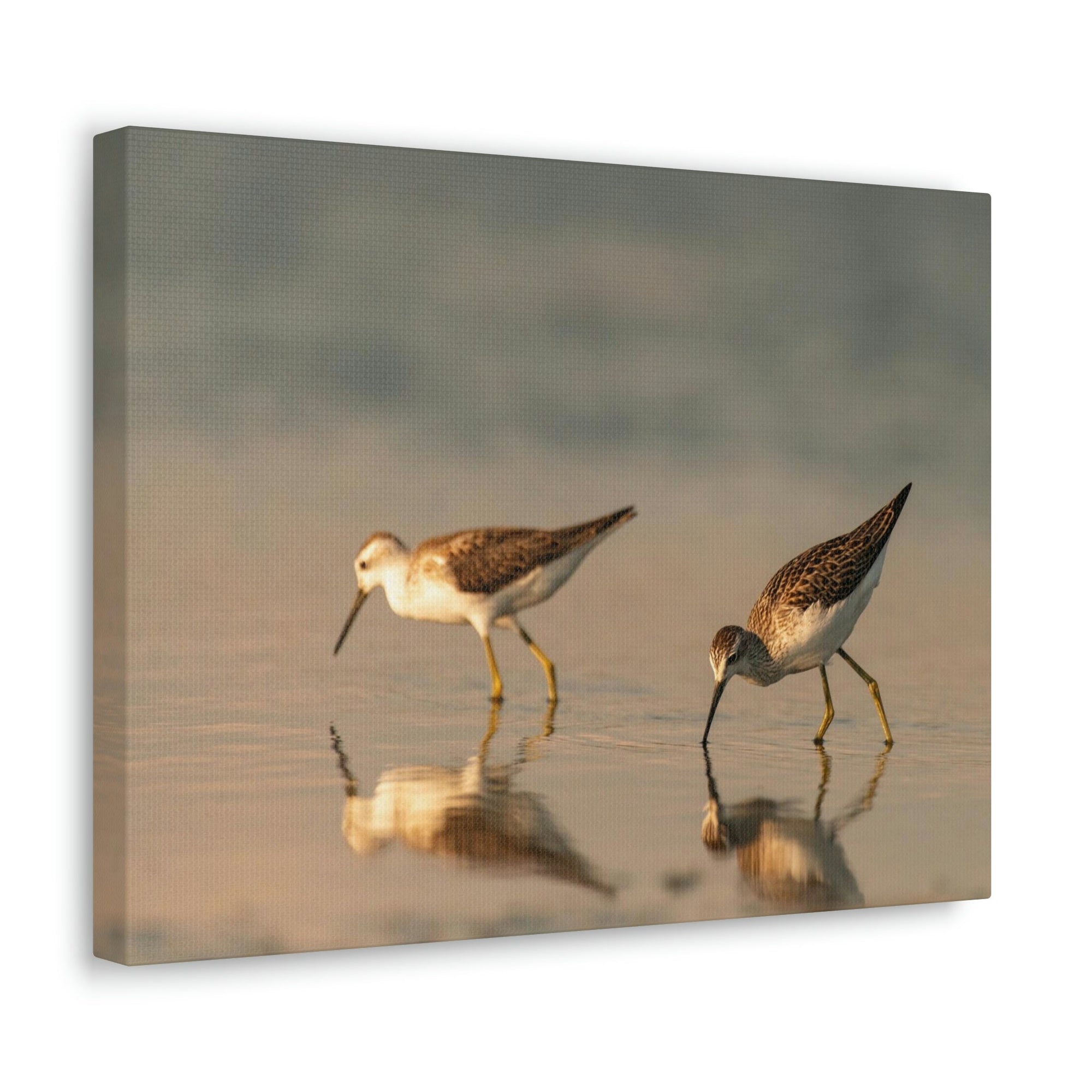 Scripture Walls Couple of Sandpiper Hunting for Food Animal Wall Art Wildlife Canvas Prints Wall Art Ready to Hang Unframed-Express Your Love Gifts