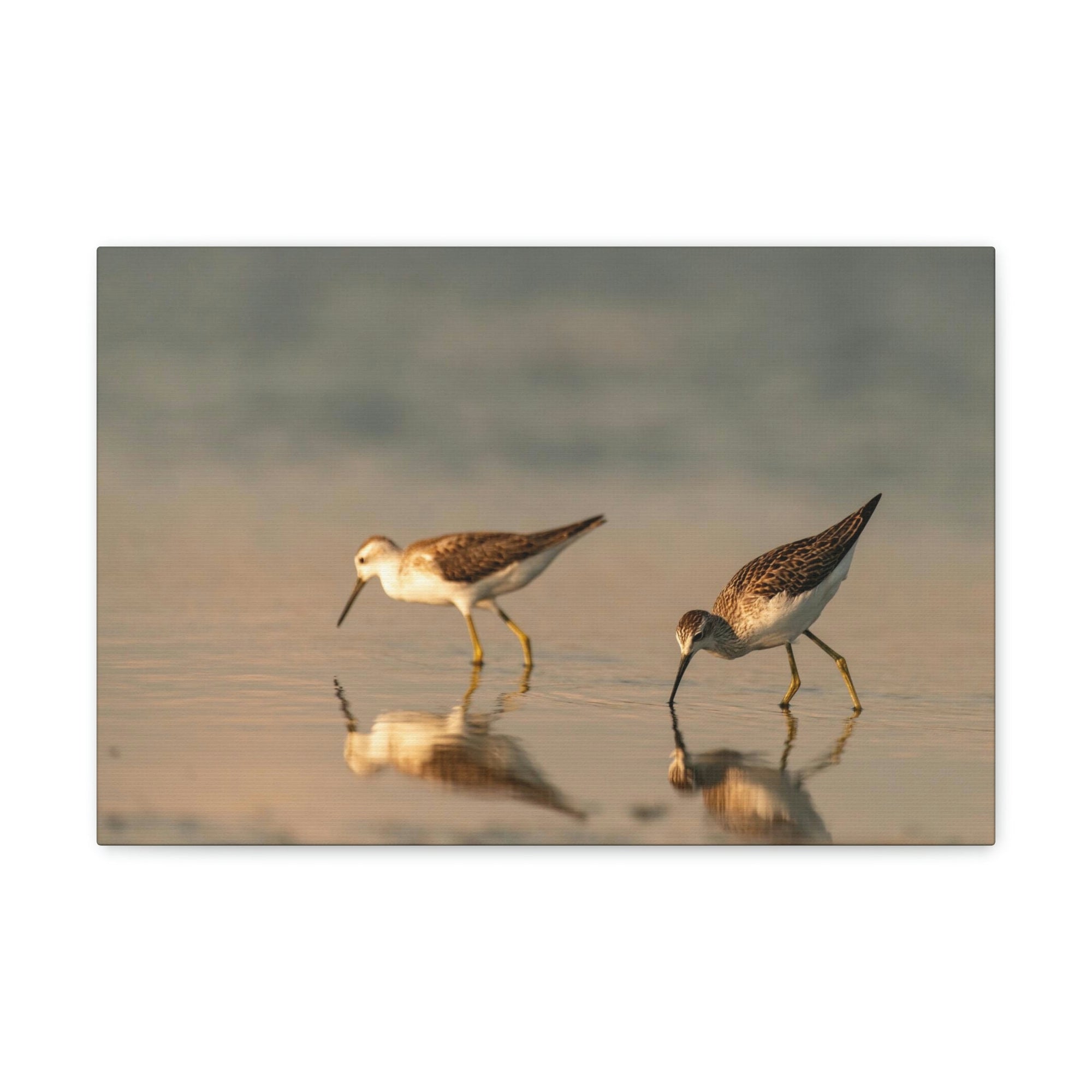 Scripture Walls Couple of Sandpiper Hunting for Food Animal Wall Art Wildlife Canvas Prints Wall Art Ready to Hang Unframed-Express Your Love Gifts