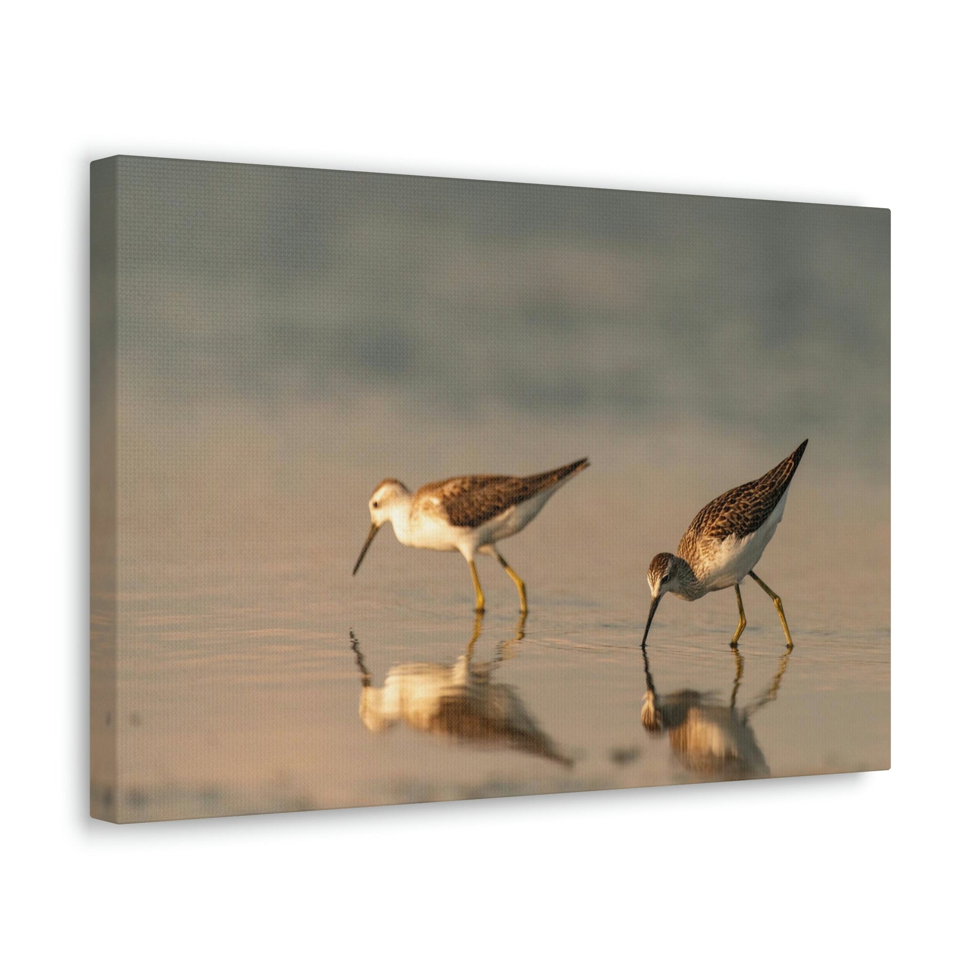 Scripture Walls Couple of Sandpiper Hunting for Food Animal Wall Art Wildlife Canvas Prints Wall Art Ready to Hang Unframed-Express Your Love Gifts