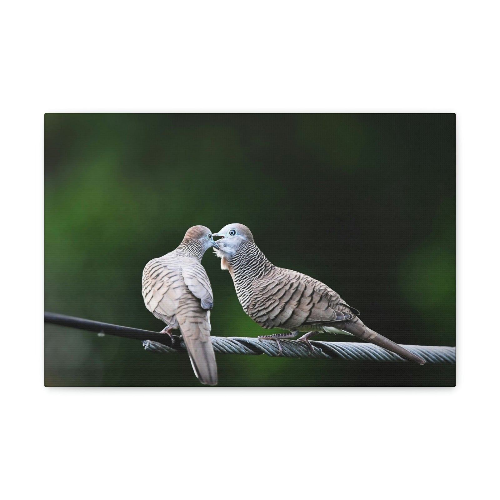 Scripture Walls Couple of Sweet Zebra Dove Kissing Print Animal Wall Art Wildlife Canvas Prints Wall Art Ready to Hang Unframed-Express Your Love Gifts